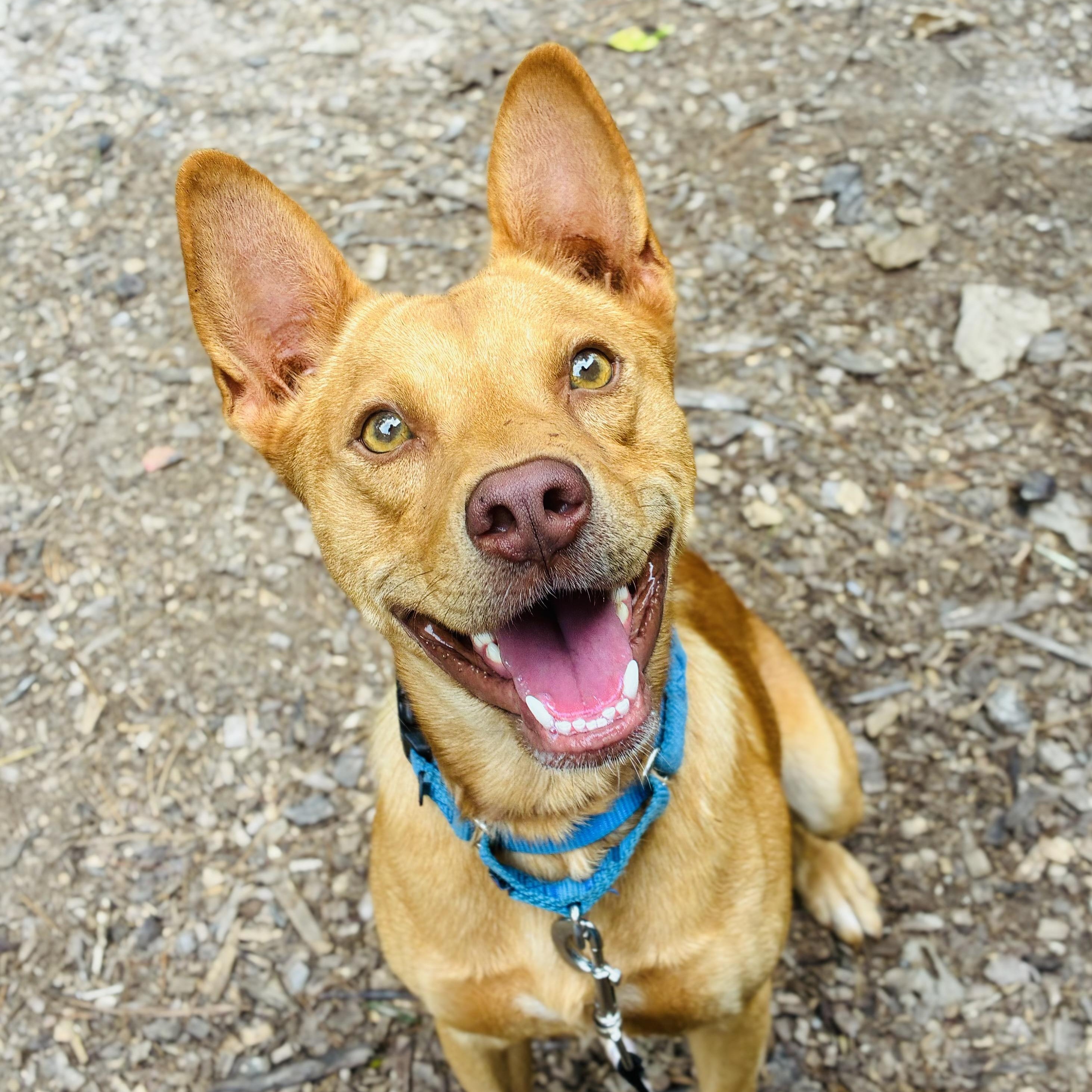 Simba, Adoptable, Young Male Terrier & Carolina Dog.