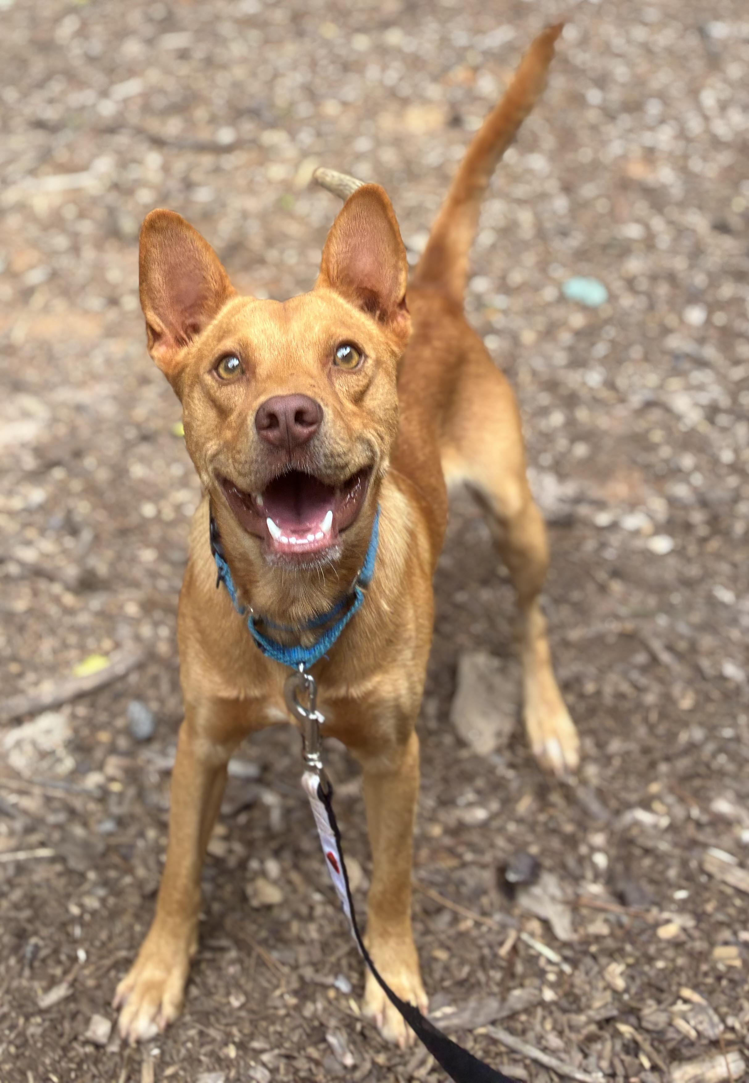 Enlarge Simba, a Adoptable mixed breed in Cedarburg, WI image 4/6