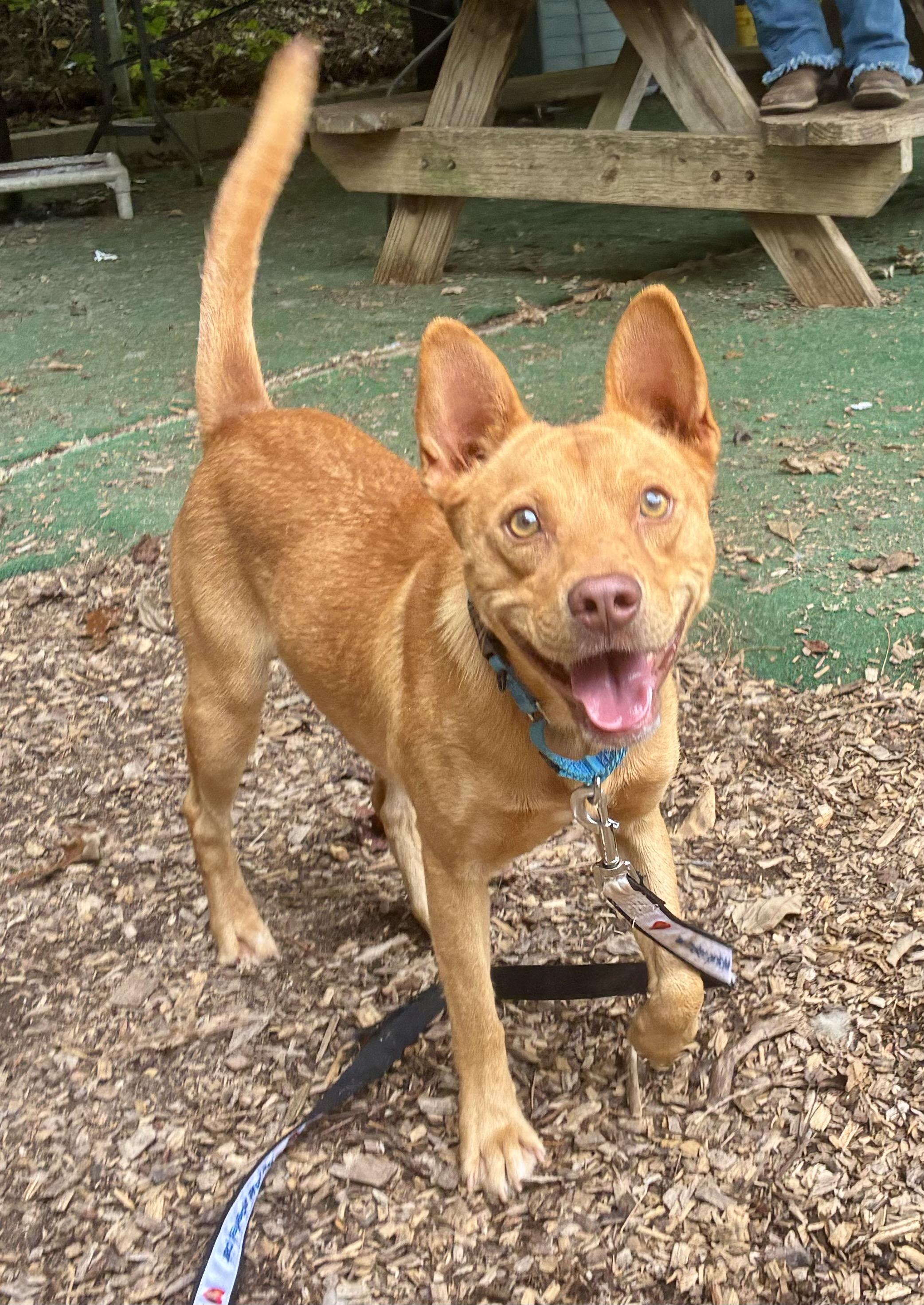 Enlarge Simba, a Adoptable mixed breed in Cedarburg, WI image 3/6
