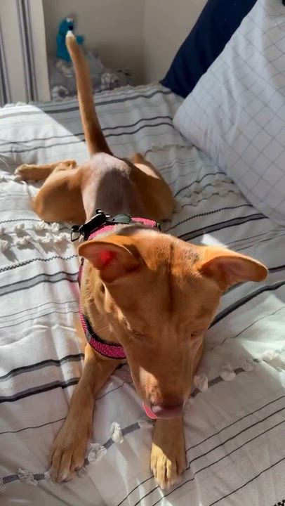 Enlarge Simba, a Adoptable mixed breed in Cedarburg, WI video 6/6