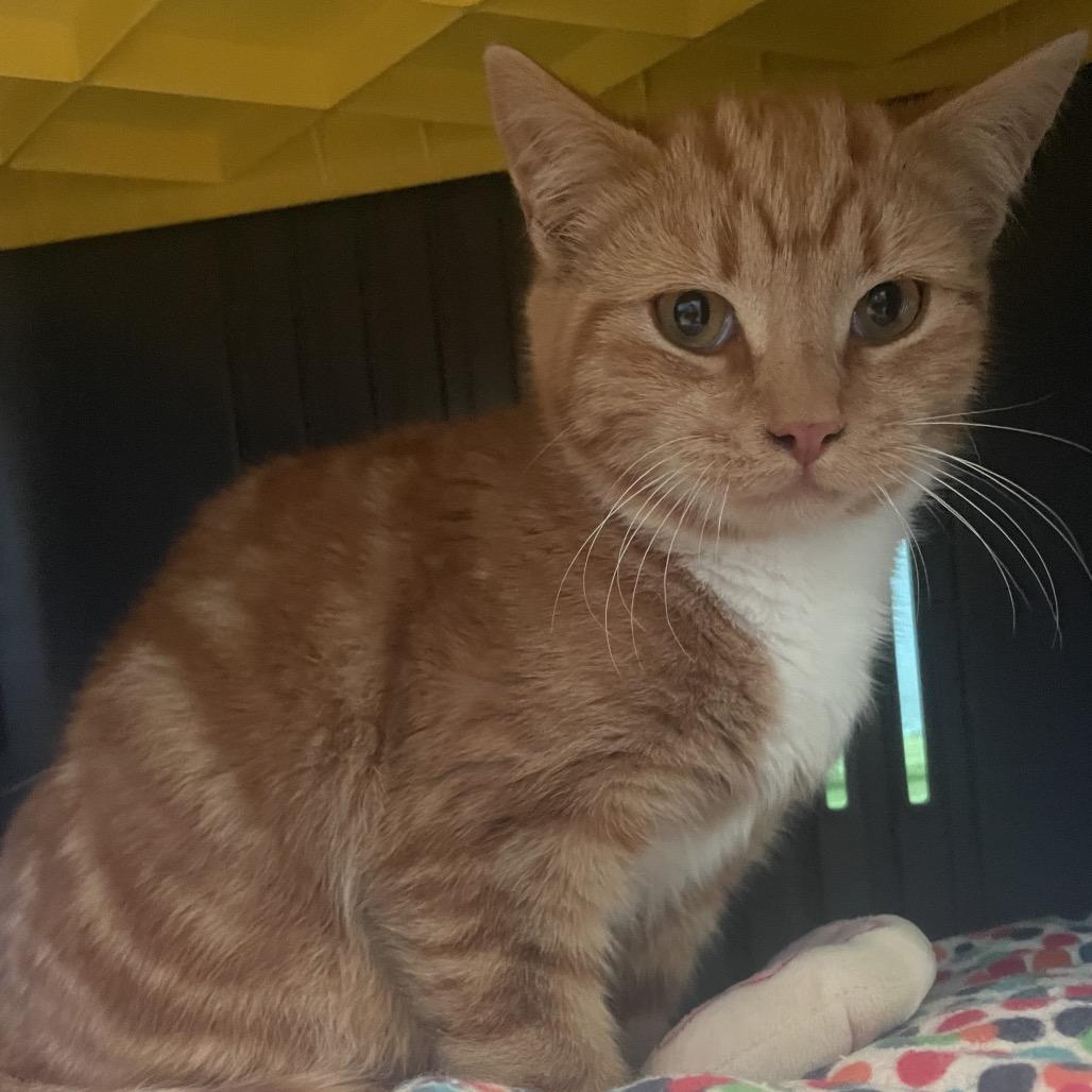 Enlarge Alabama, a ADOPTABLE Domestic Short Hair in Hudson, NY image 1/1