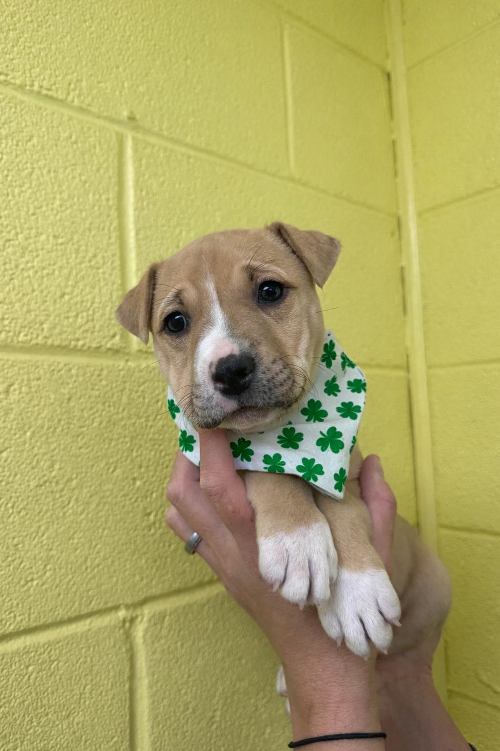 Olivia Rodrigo “Livi”, Adoptable, Puppy Female Boston Terrier & Shar-Pei.