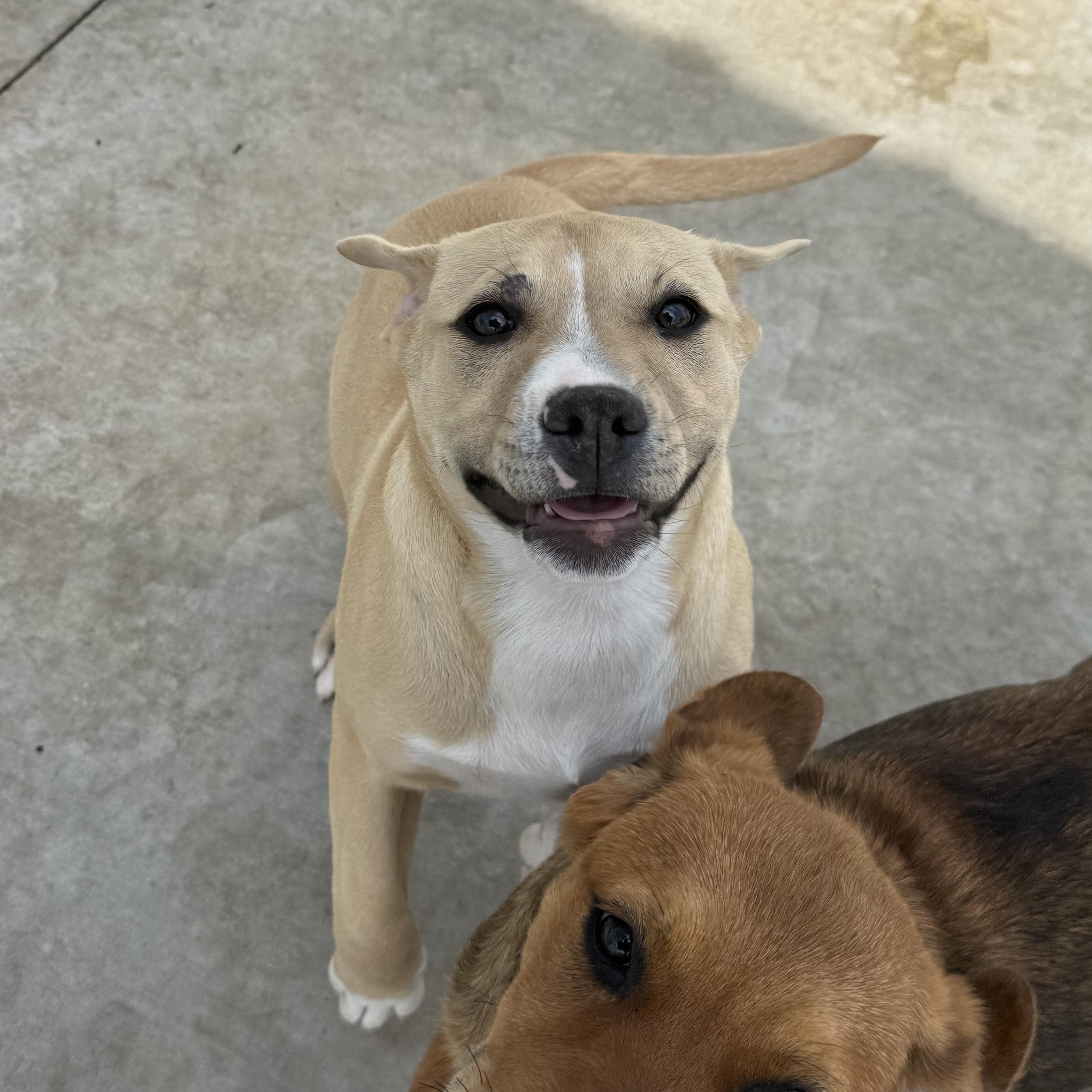 Enlarge Olivia Rodrigo “Livi”, a Adoptable mixed breed in Hiawatha, KS image 2/5