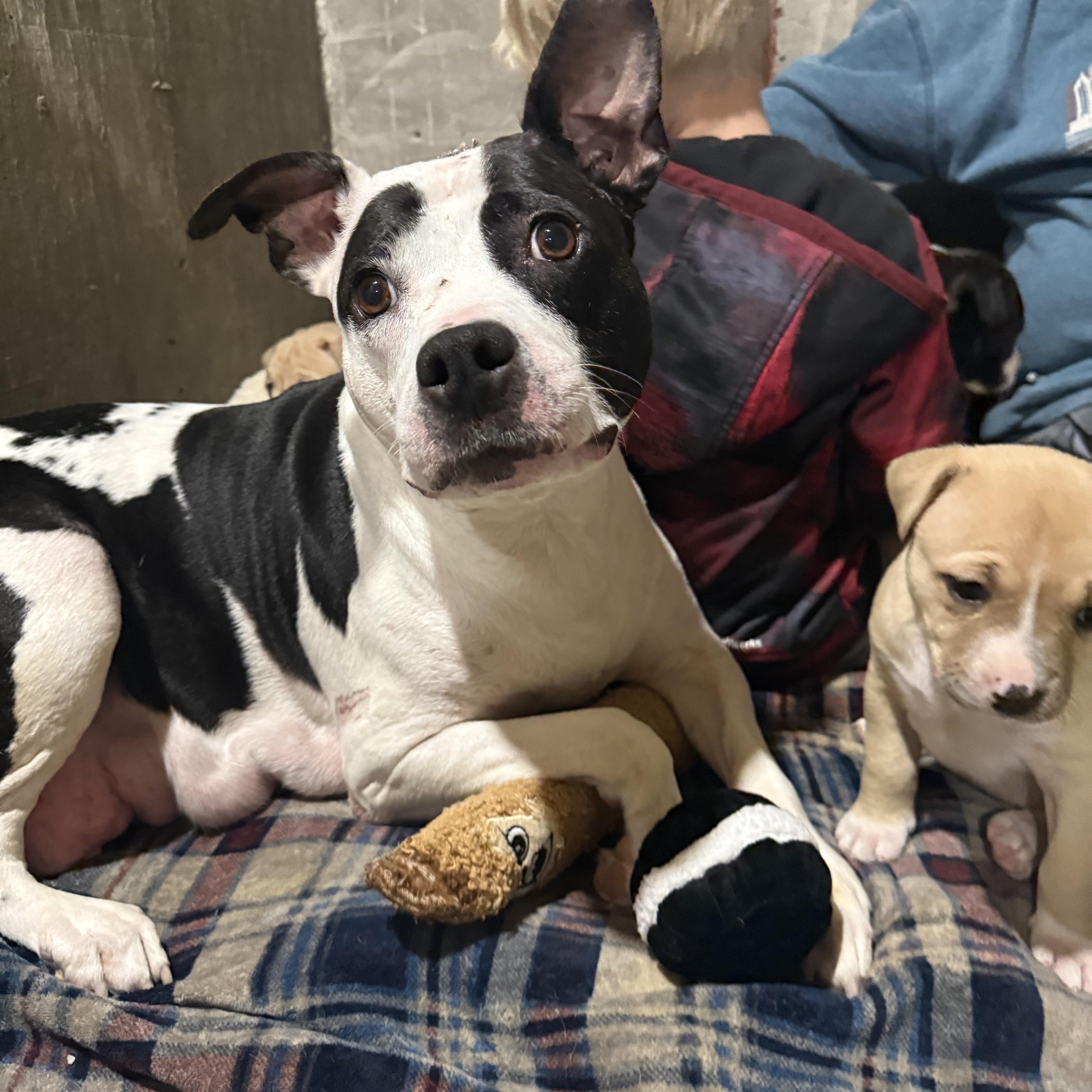 Enlarge Olivia Rodrigo “Livi”, a Adoptable mixed breed in Hiawatha, KS image 4/5