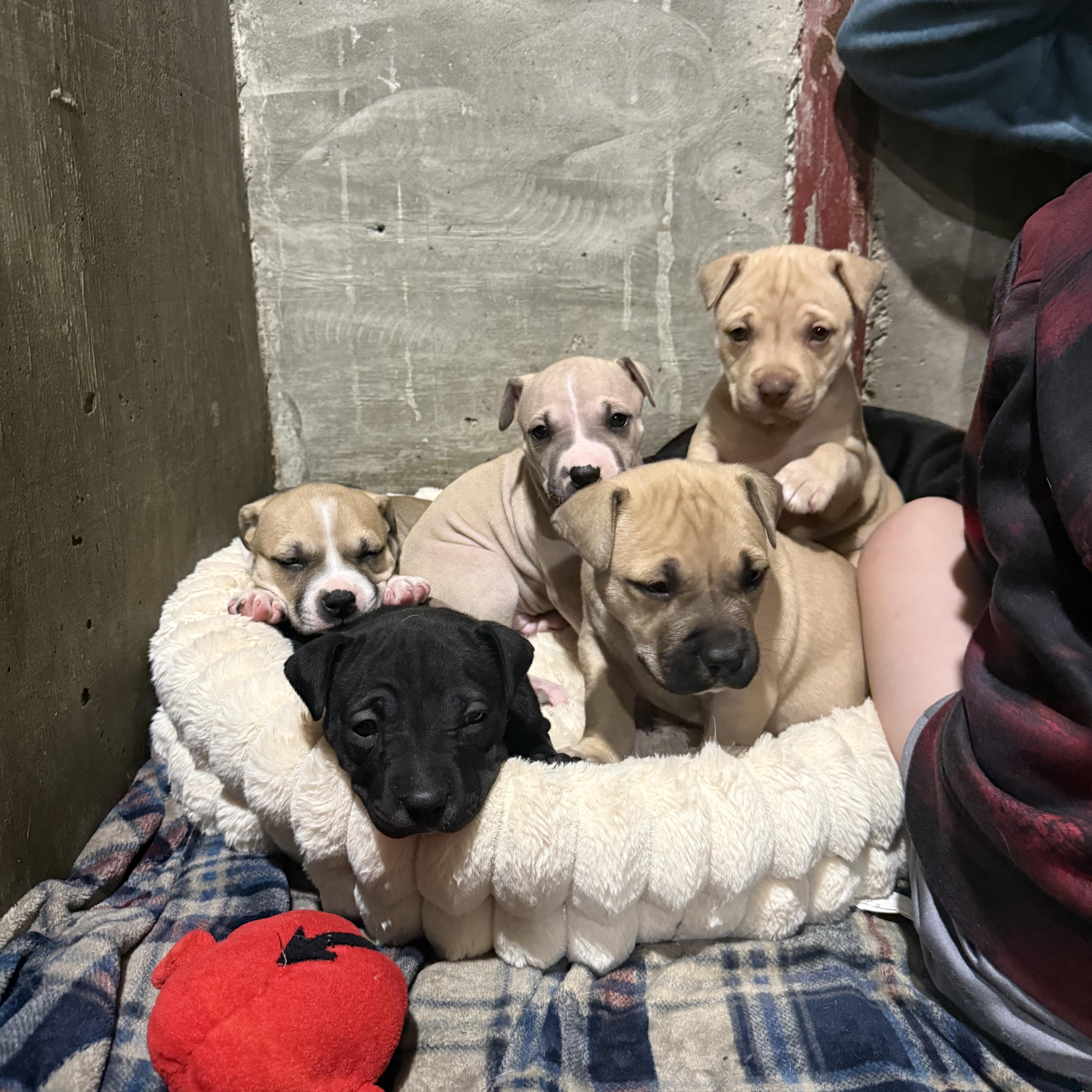 Enlarge Olivia Rodrigo “Livi”, a Adoptable mixed breed in Hiawatha, KS image 3/5