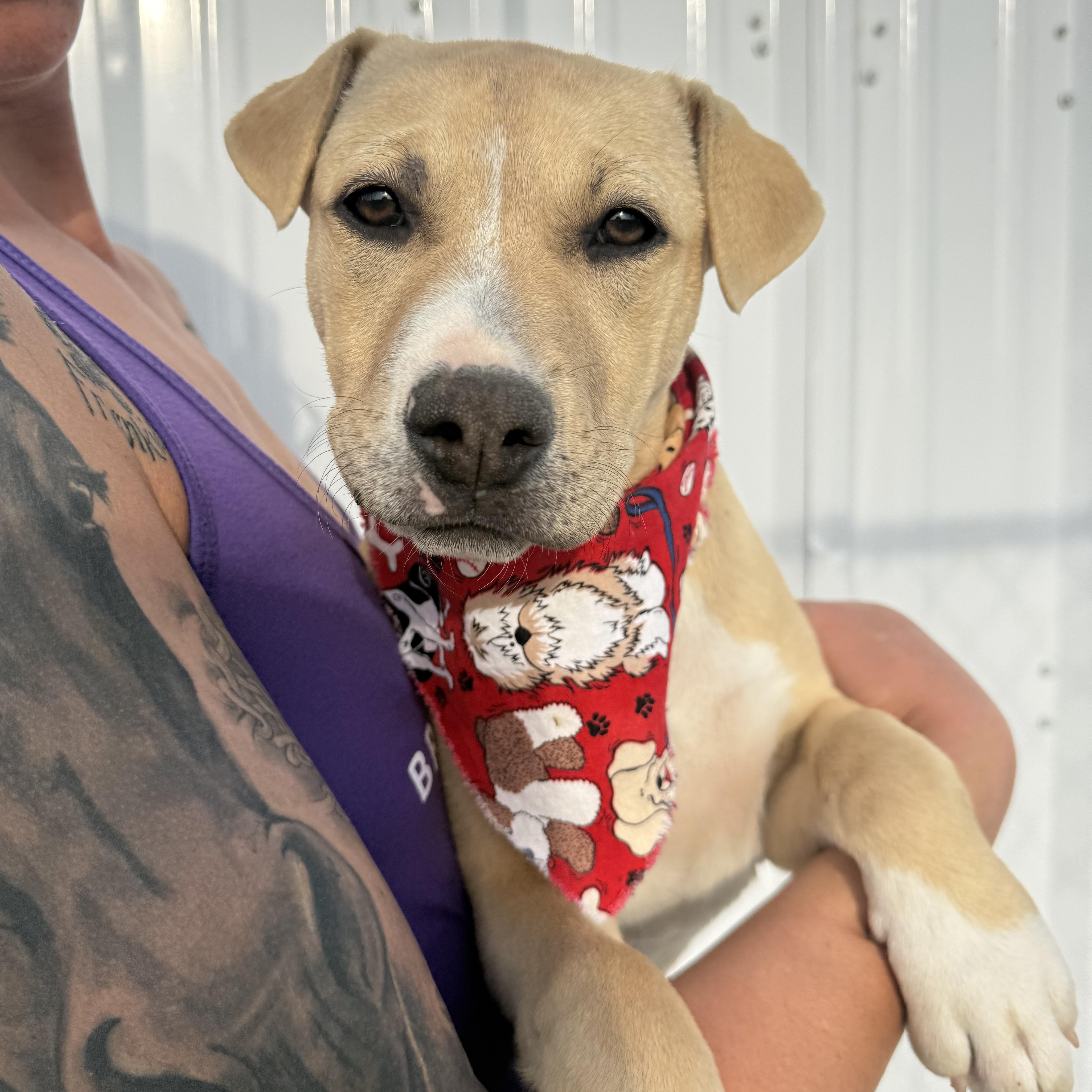 Olivia Rodrigo “Livi”, Adoptable, Puppy Female Boston Terrier & Shar-Pei.
