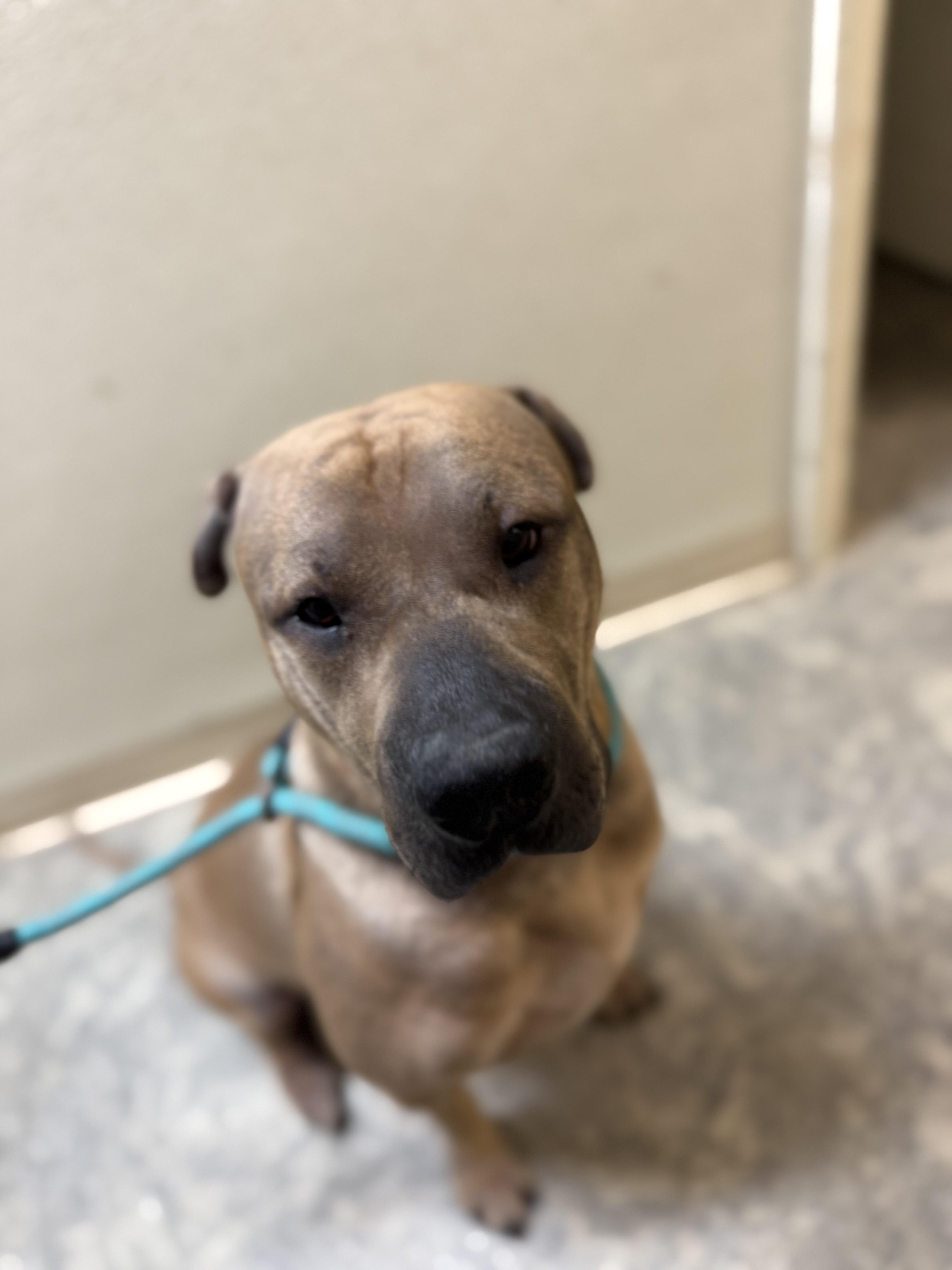 Enlarge Olivia Rodrigo “Livi”, a Adoptable mixed breed in Hiawatha, KS image 5/5