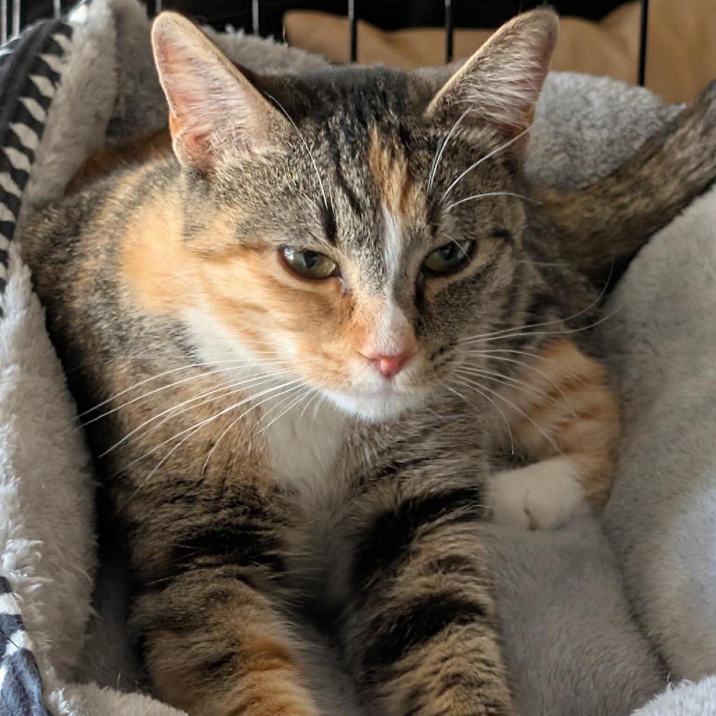 Loki, Adoptable, Adult Female Domestic Short Hair.