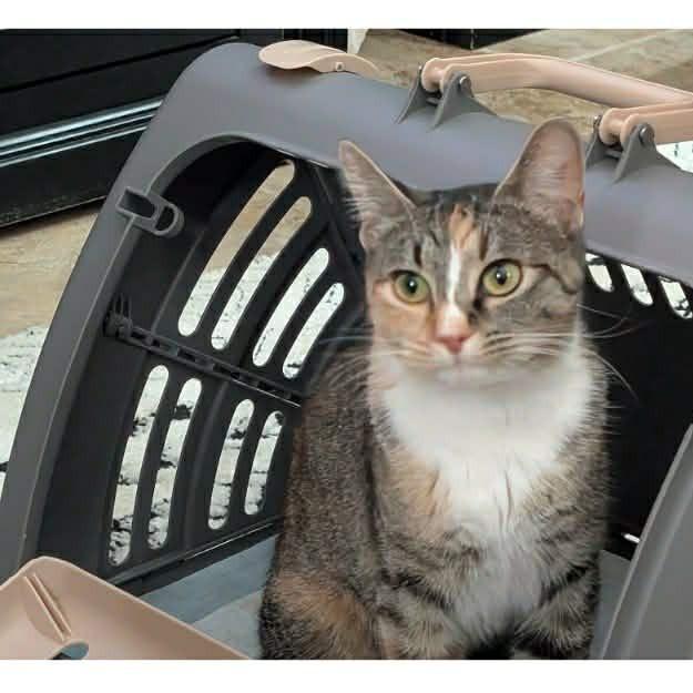 Enlarge Loki, a Adoptable Domestic Short Hair in Port Neches, TX image 2/6