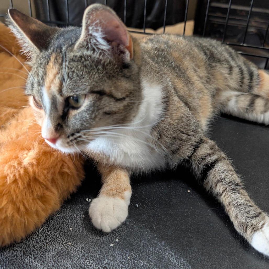 Enlarge Loki, a Adoptable Domestic Short Hair in Port Neches, TX image 3/6