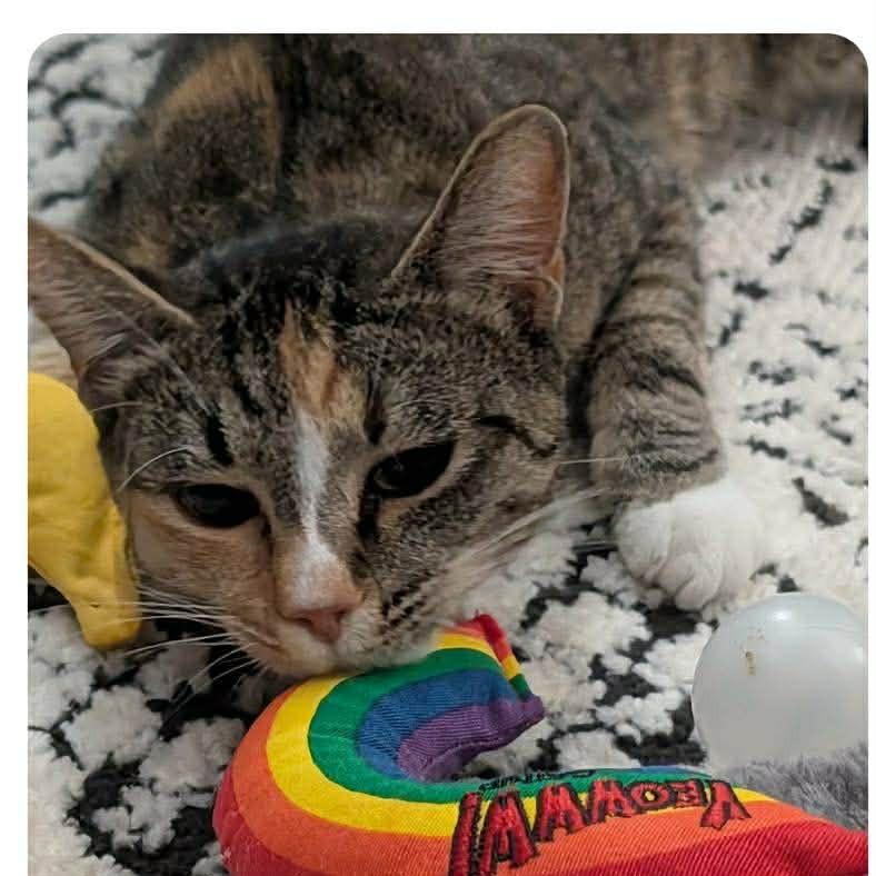 Enlarge Loki, a Adoptable Domestic Short Hair in Port Neches, TX image 4/6