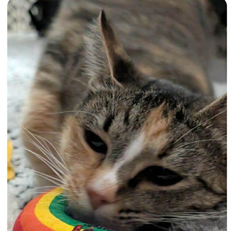 Enlarge Loki, a Adoptable Domestic Short Hair in Port Neches, TX image 5/6