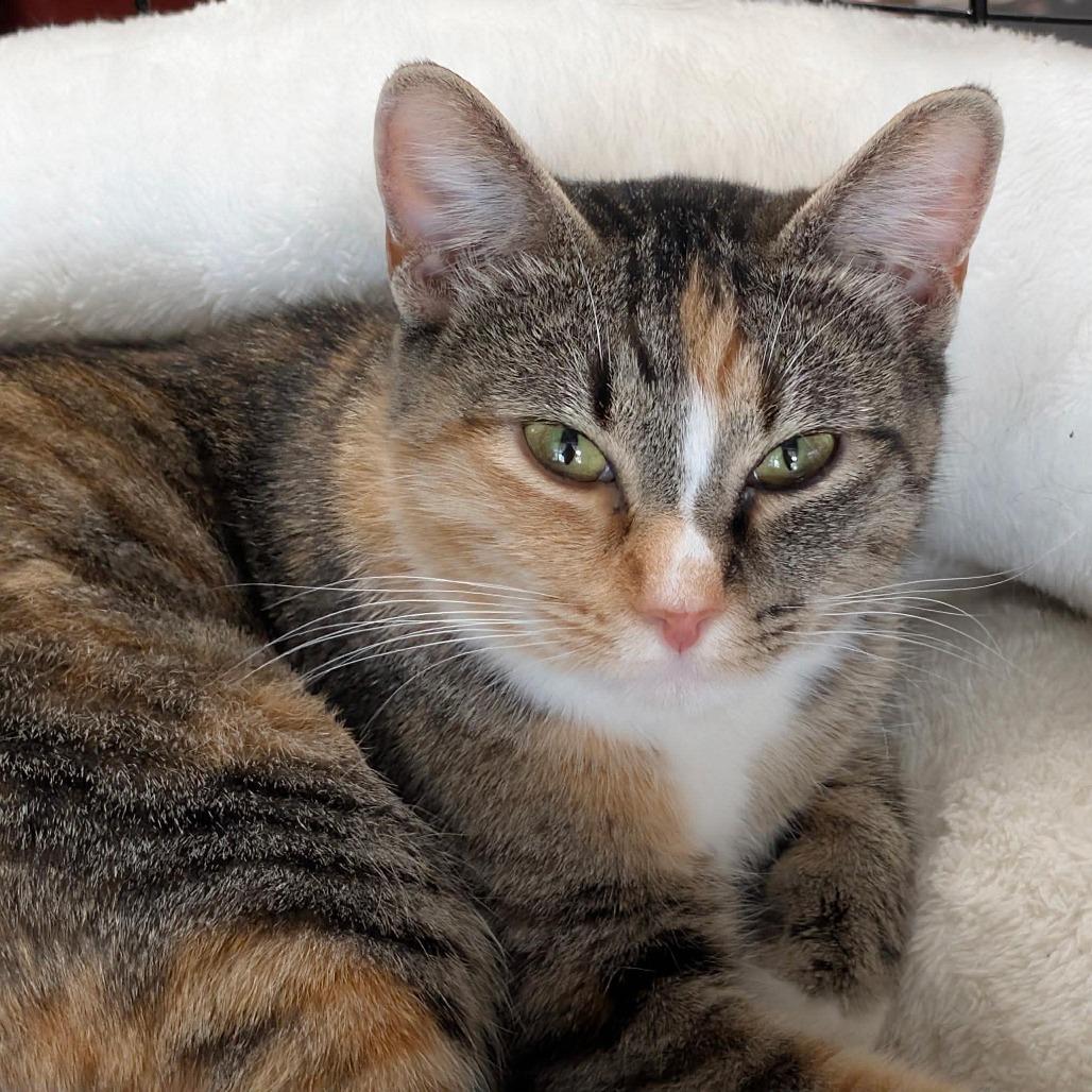 Enlarge Loki, a Adoptable Domestic Short Hair in Port Neches, TX image 6/6