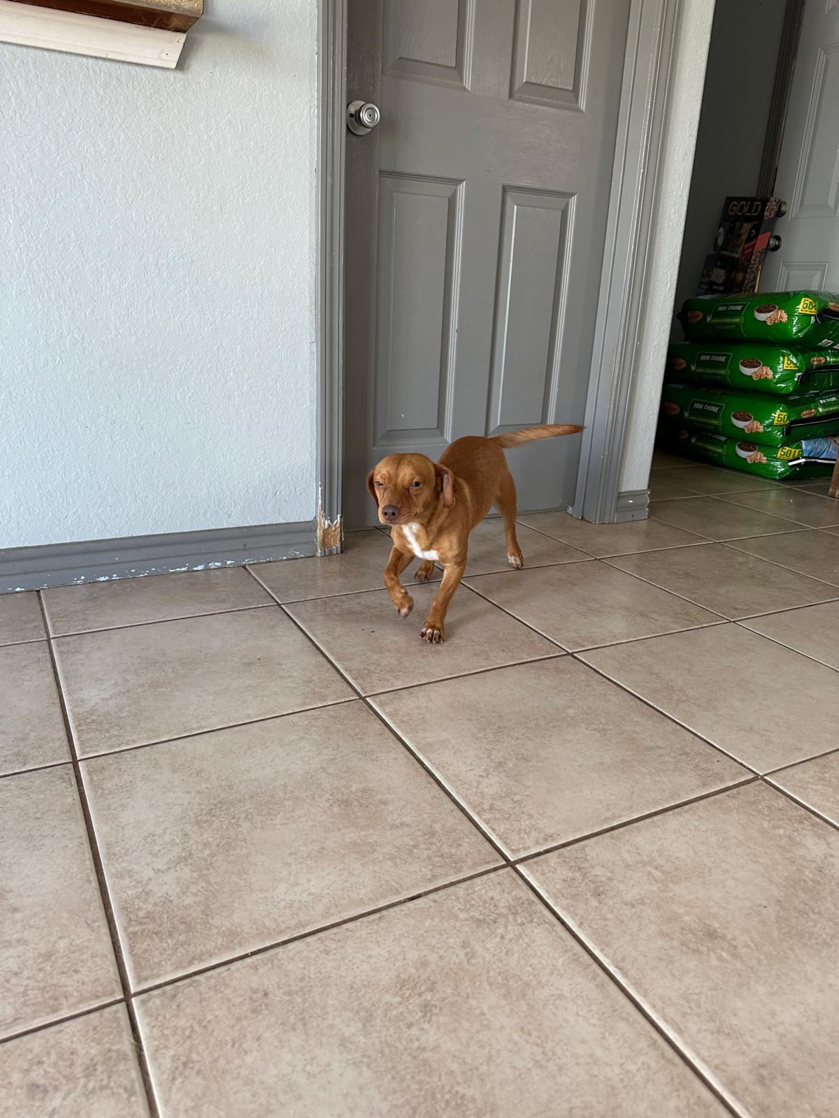 Chuck, Adopted, Adult Male Dachshund.