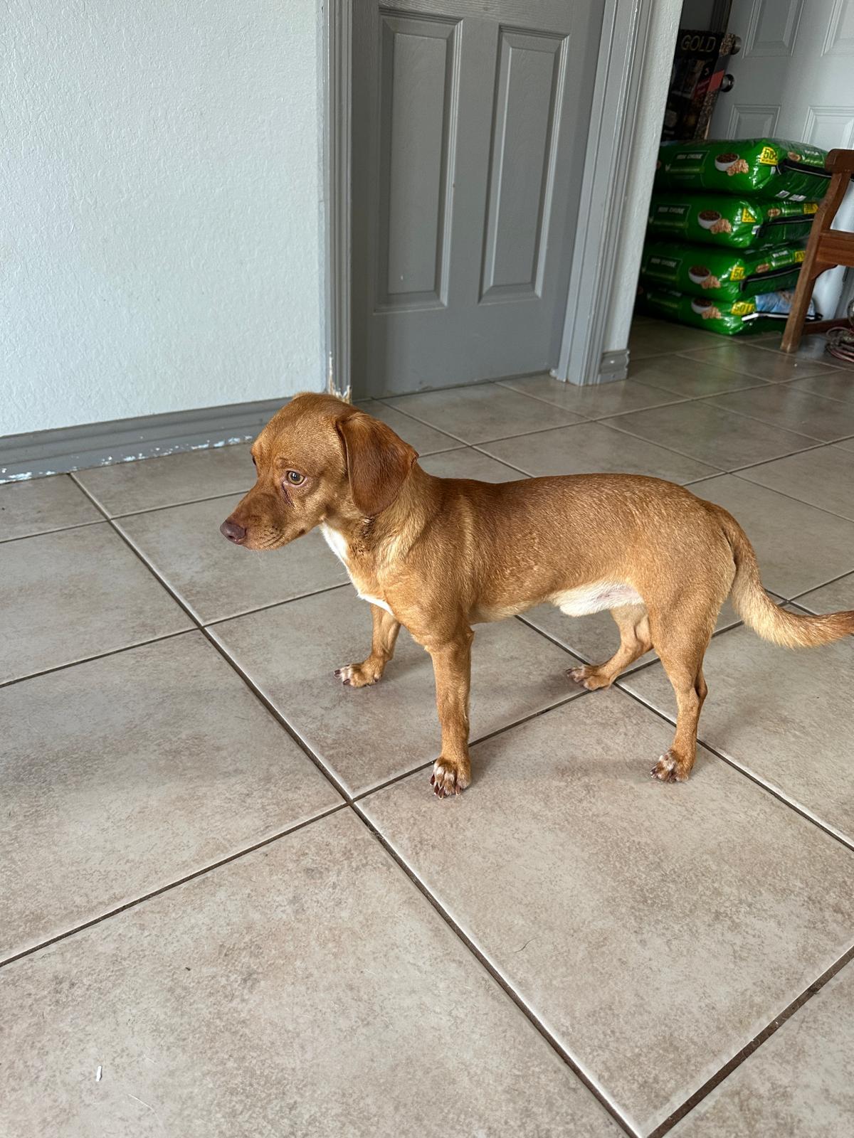 Chuck, a Adopted mixed breed in Issaquah, WA image 2/3