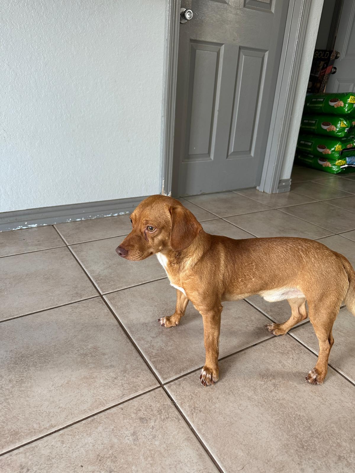 Chuck, a Adopted mixed breed in Issaquah, WA image 3/3