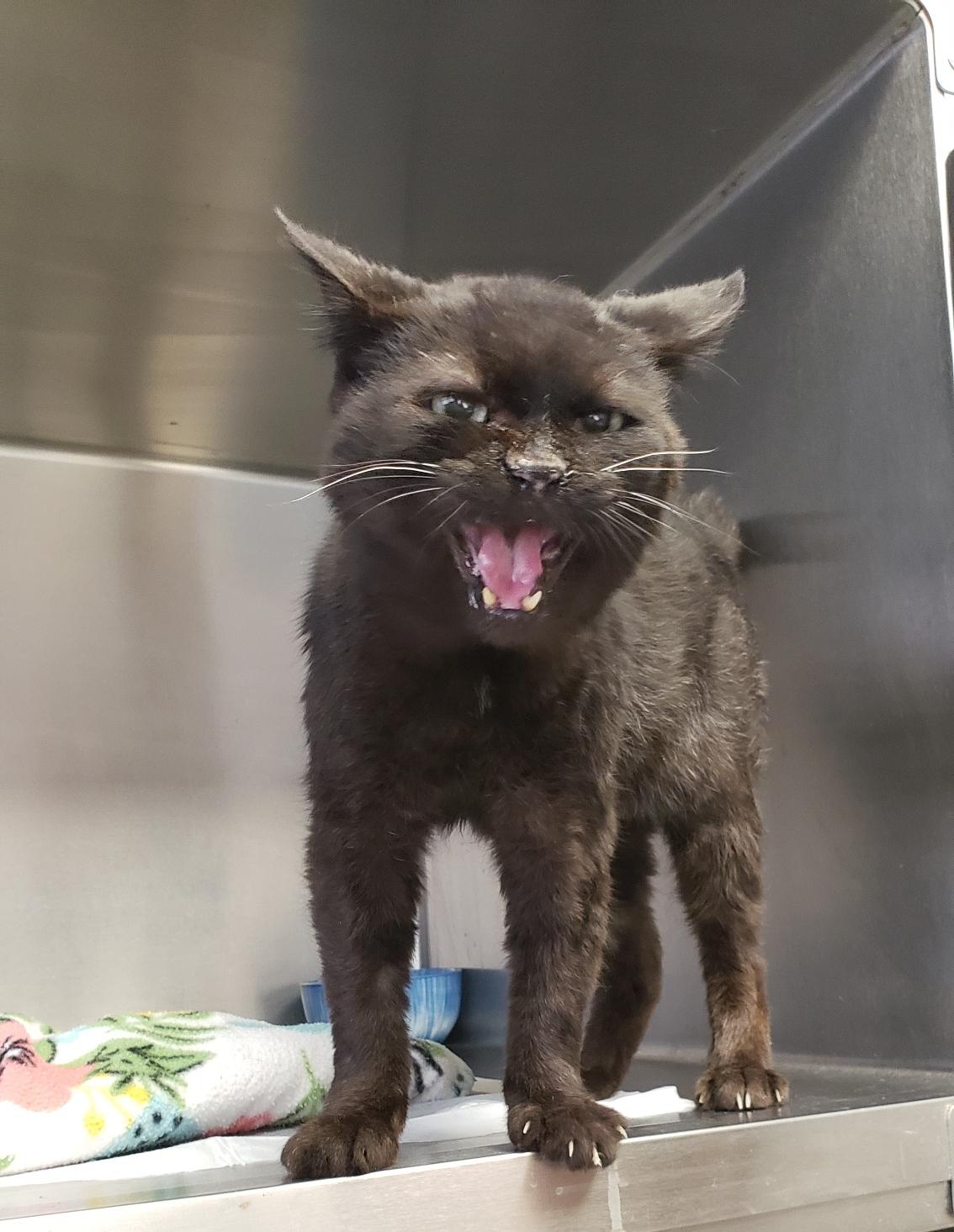 Wilbur, a Adoptable Domestic Short Hair in Mansfield, OH image 2/3