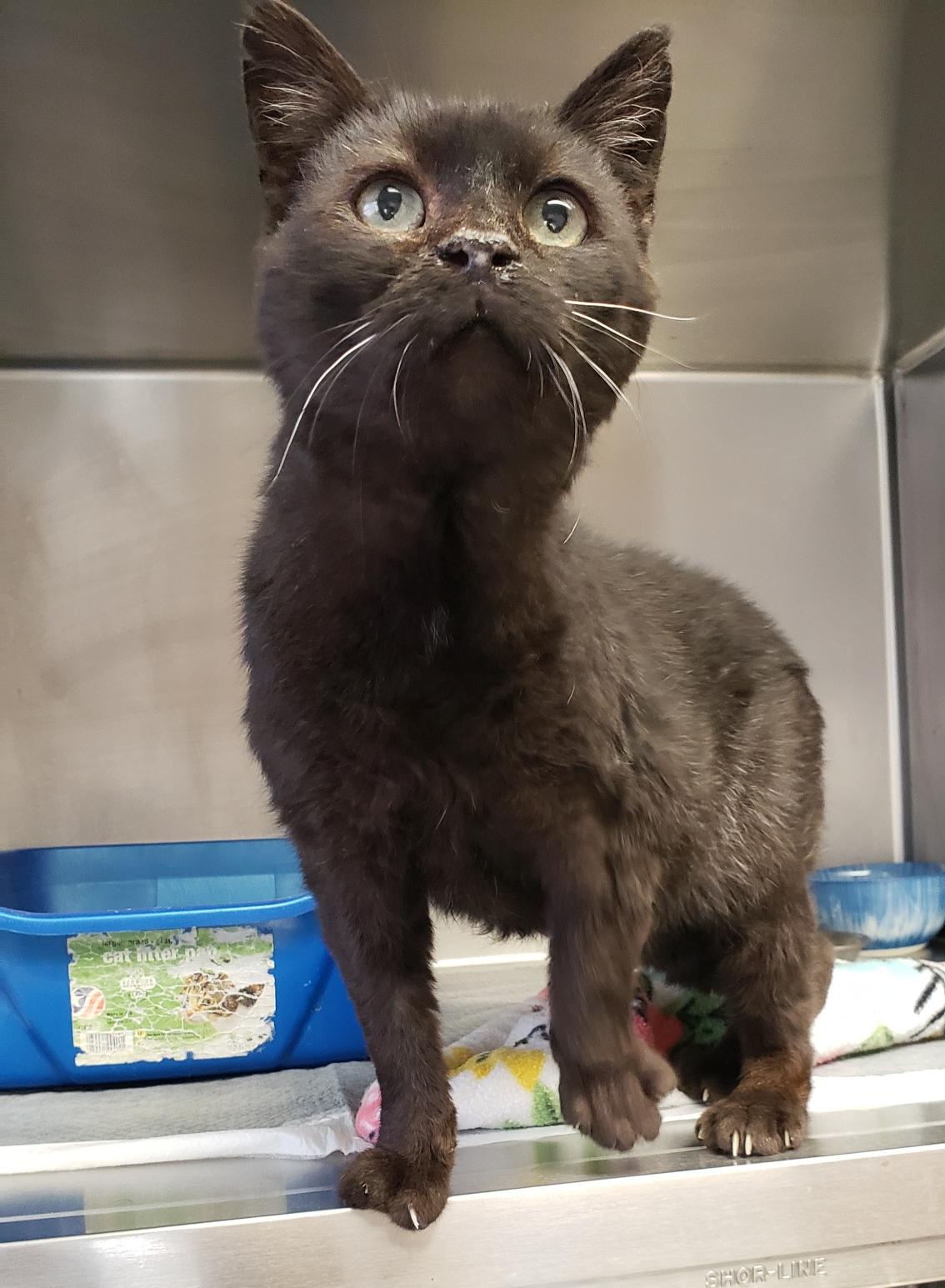 Wilbur, Adoptable, Senior Male Domestic Short Hair.