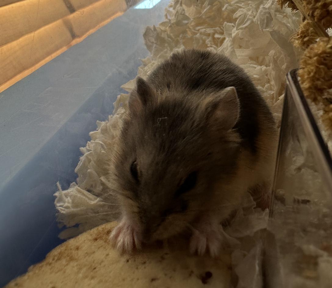 Chex, an adopted Dwarf Hamster in Faribault, MN image 3/6