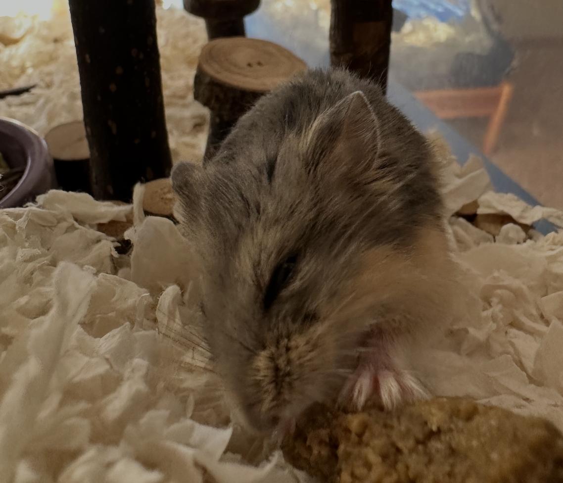 Chex, an adopted Dwarf Hamster in Faribault, MN image 2/6