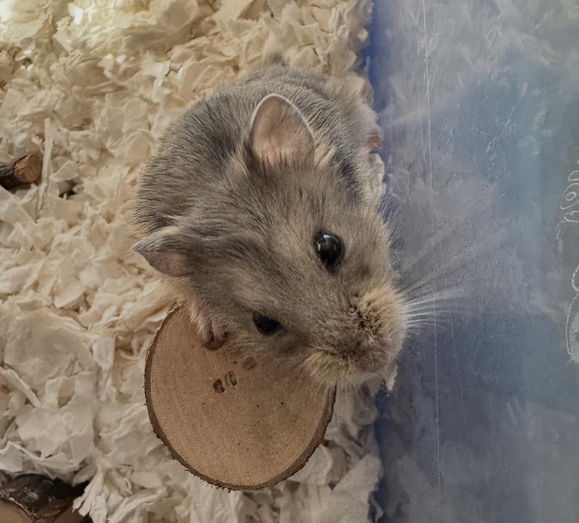 Chex, an adopted Dwarf Hamster in Faribault, MN image 6/6