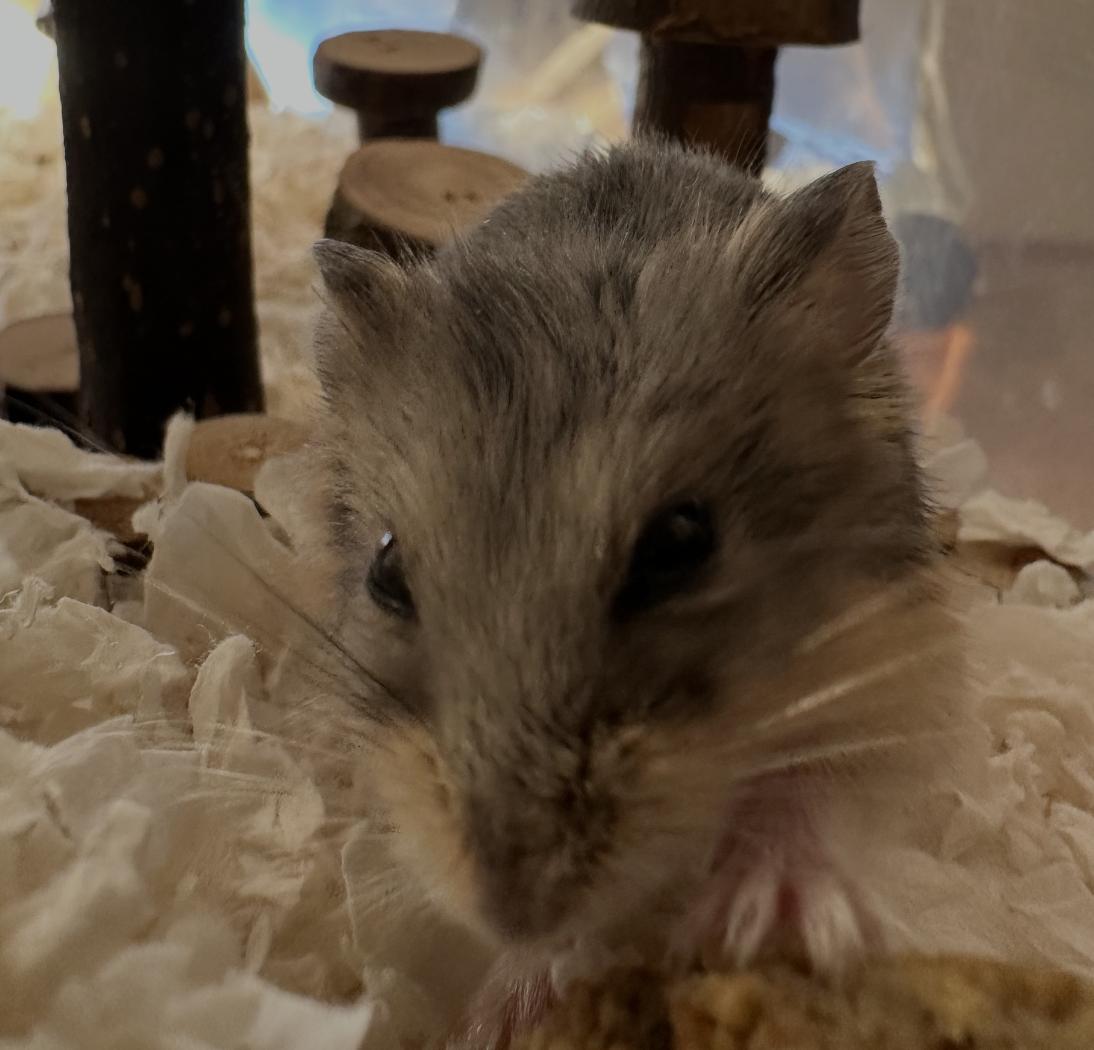 Chex, an adopted Dwarf Hamster in Faribault, MN image 5/6