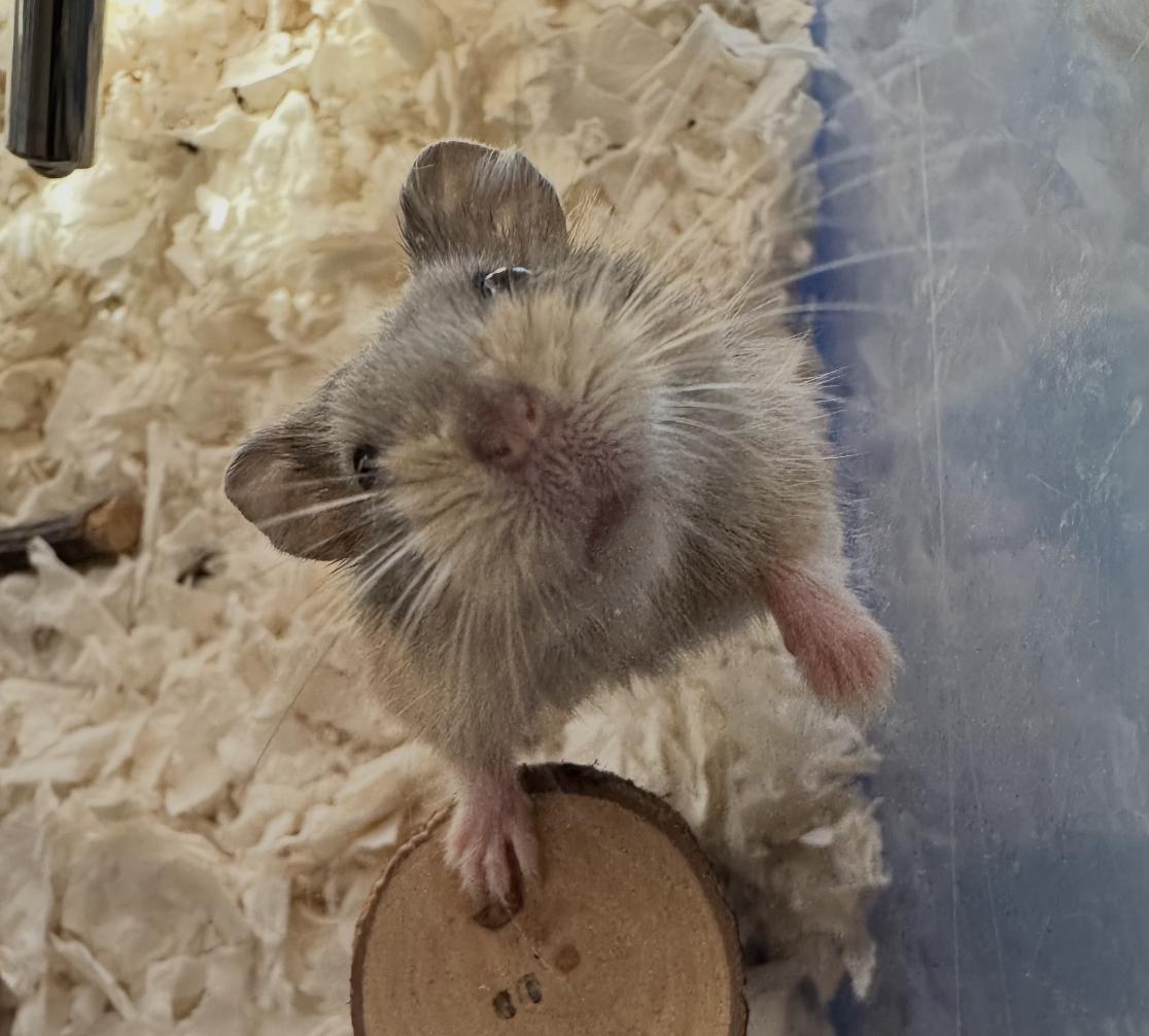 Chex, adopted, Young Male Dwarf Hamster.