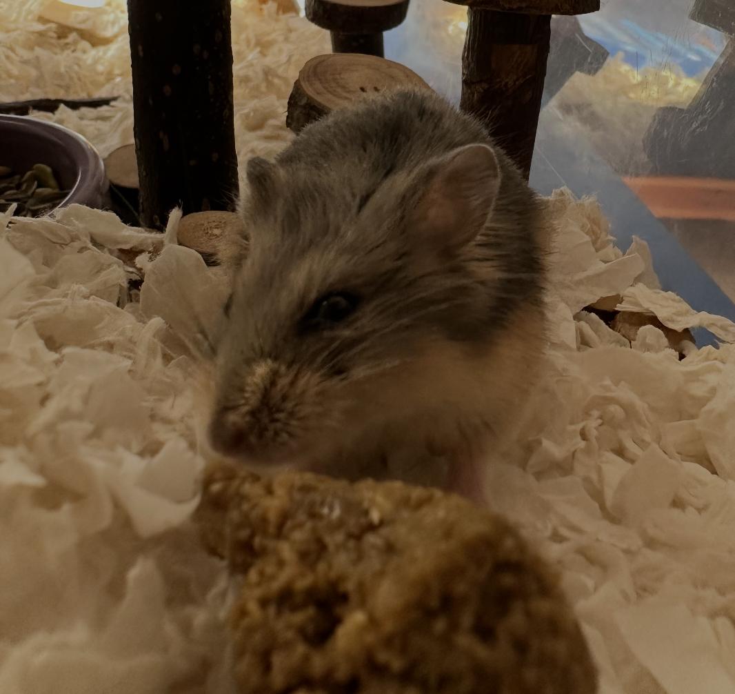 Chex, an adopted Dwarf Hamster in Faribault, MN image 4/6