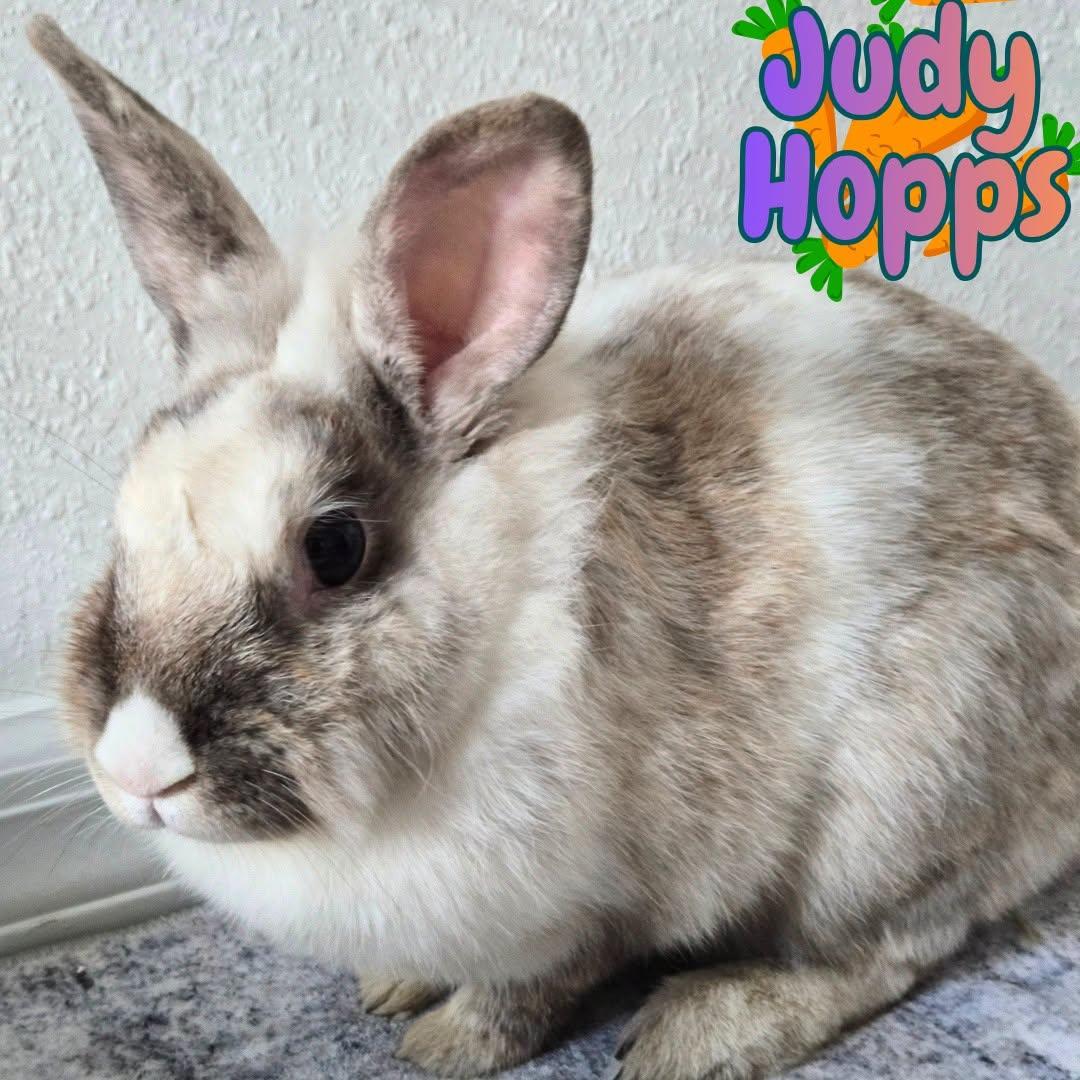Enlarge Judy Hopps -Spayed female-, a Adoptable mixed breed in Riverview, FL image 3/3