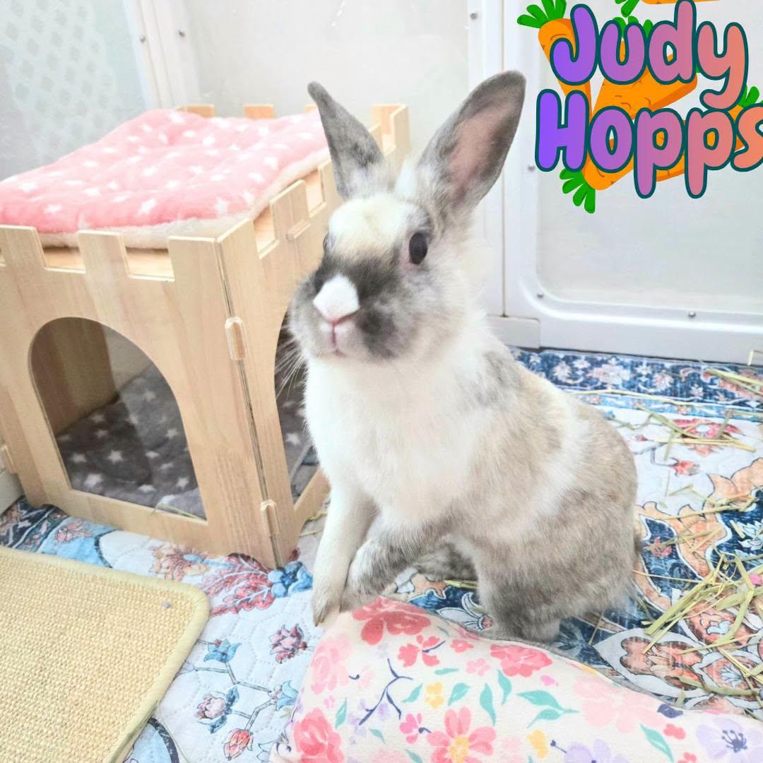 Judy Hopps -Spayed female-, Adoptable, Adult Female Lionhead.