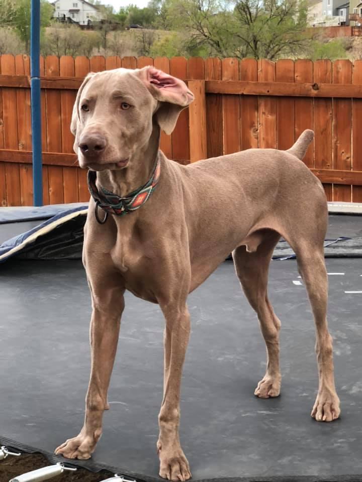 Enlarge Storm, a Adoptable Weimaraner in Denver, CO image 1/6