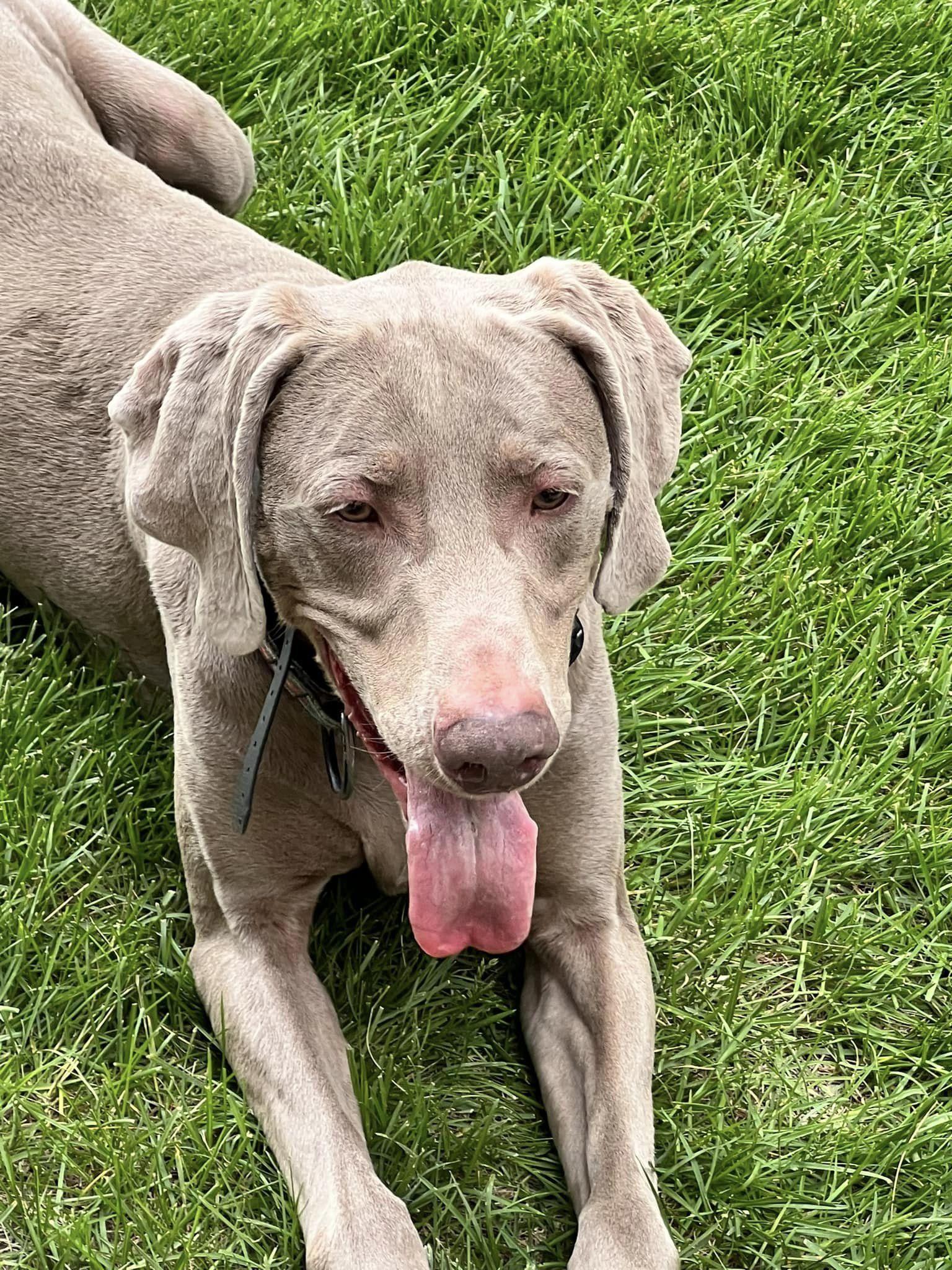Enlarge Storm, a Adoptable Weimaraner in Denver, CO image 6/6