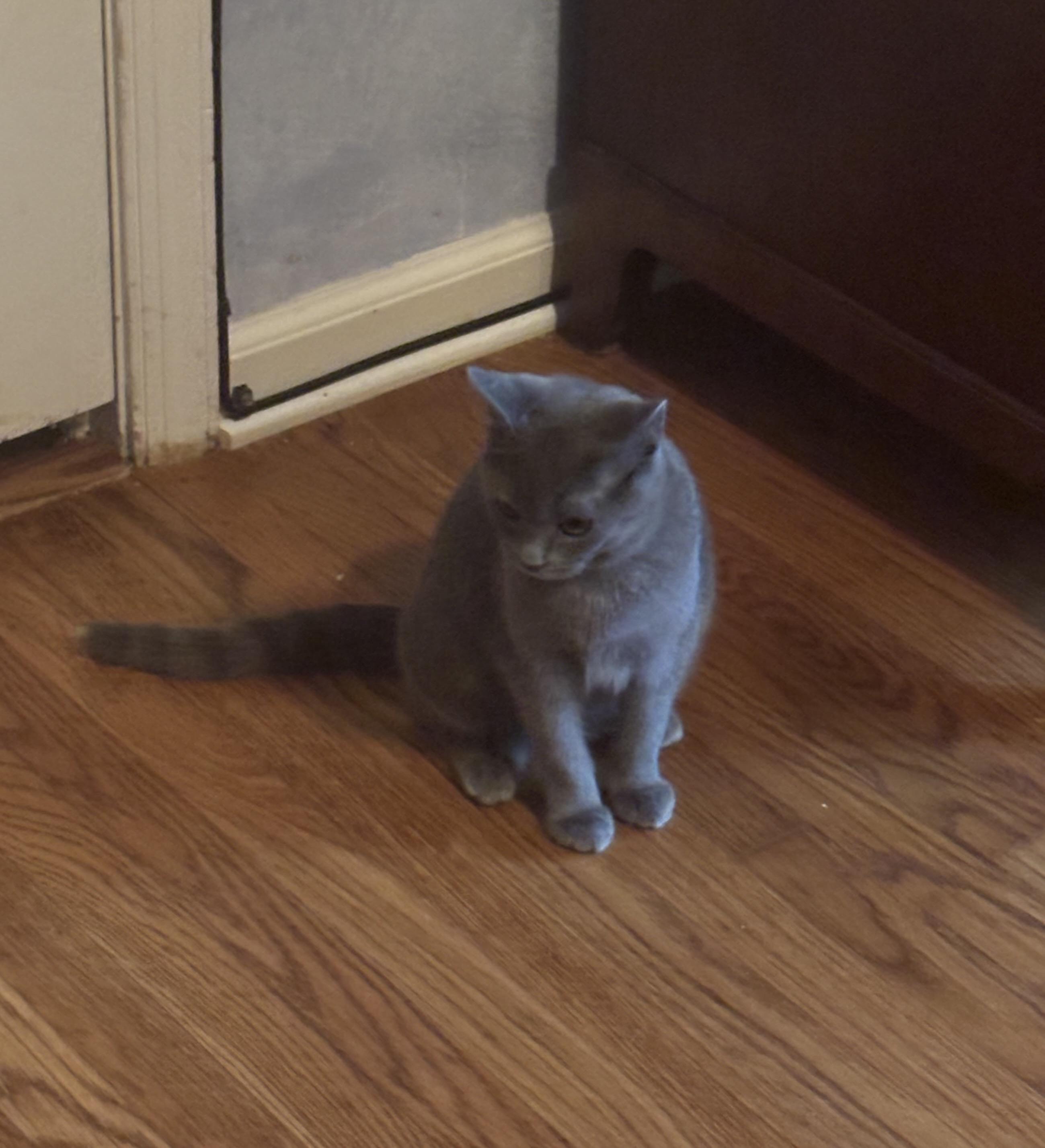 MISTY, a Adoptable mixed breed in Churchville, PA image 2/5