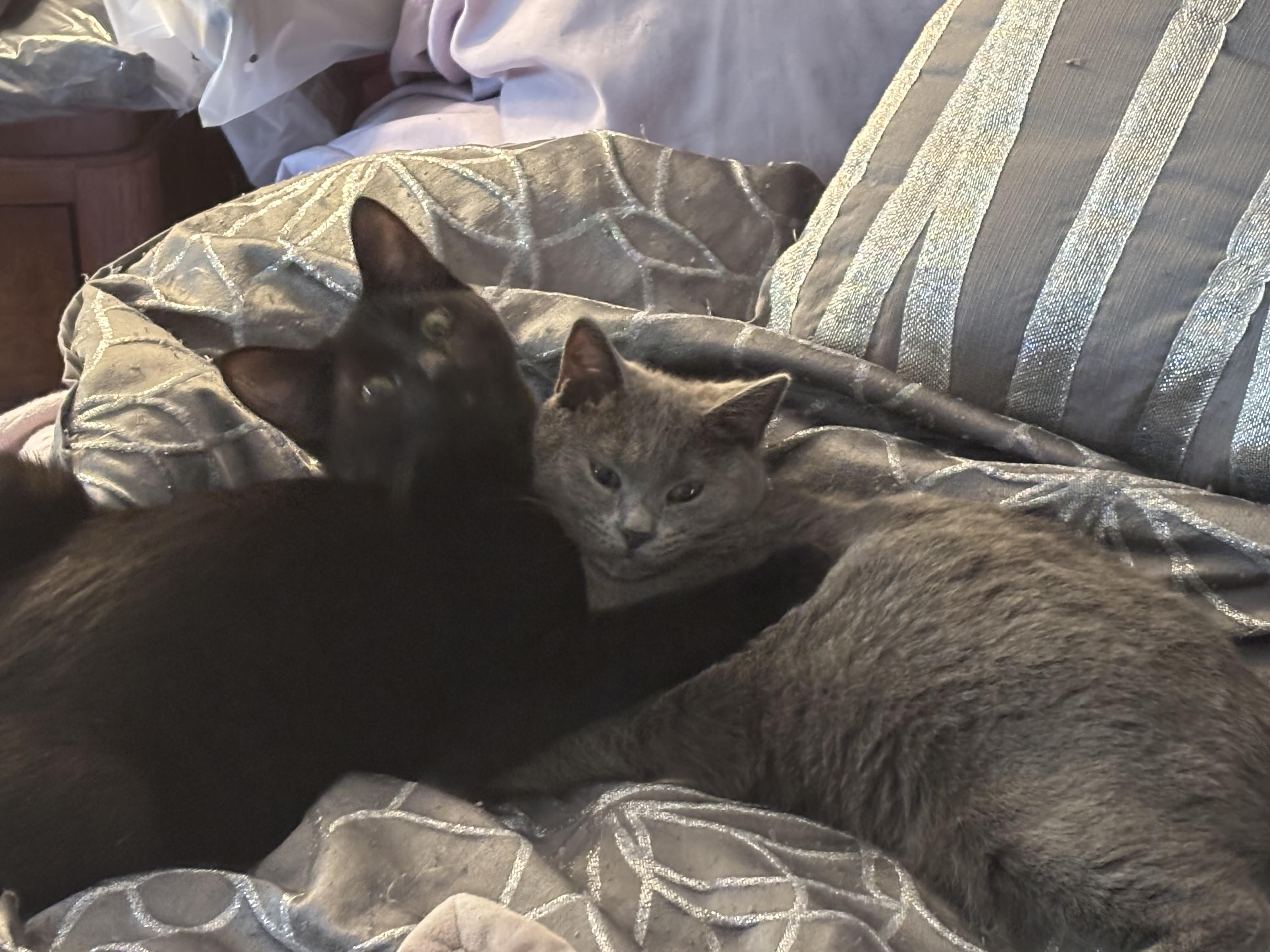 MISTY, a Adoptable mixed breed in Churchville, PA image 3/5