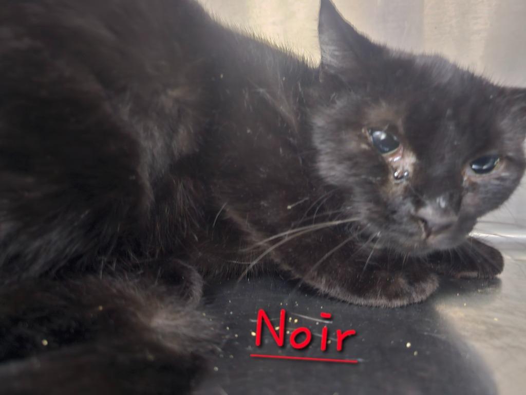 Enlarge Noir, a Adoptable mixed breed in Jim Thorpe, PA image 1/1