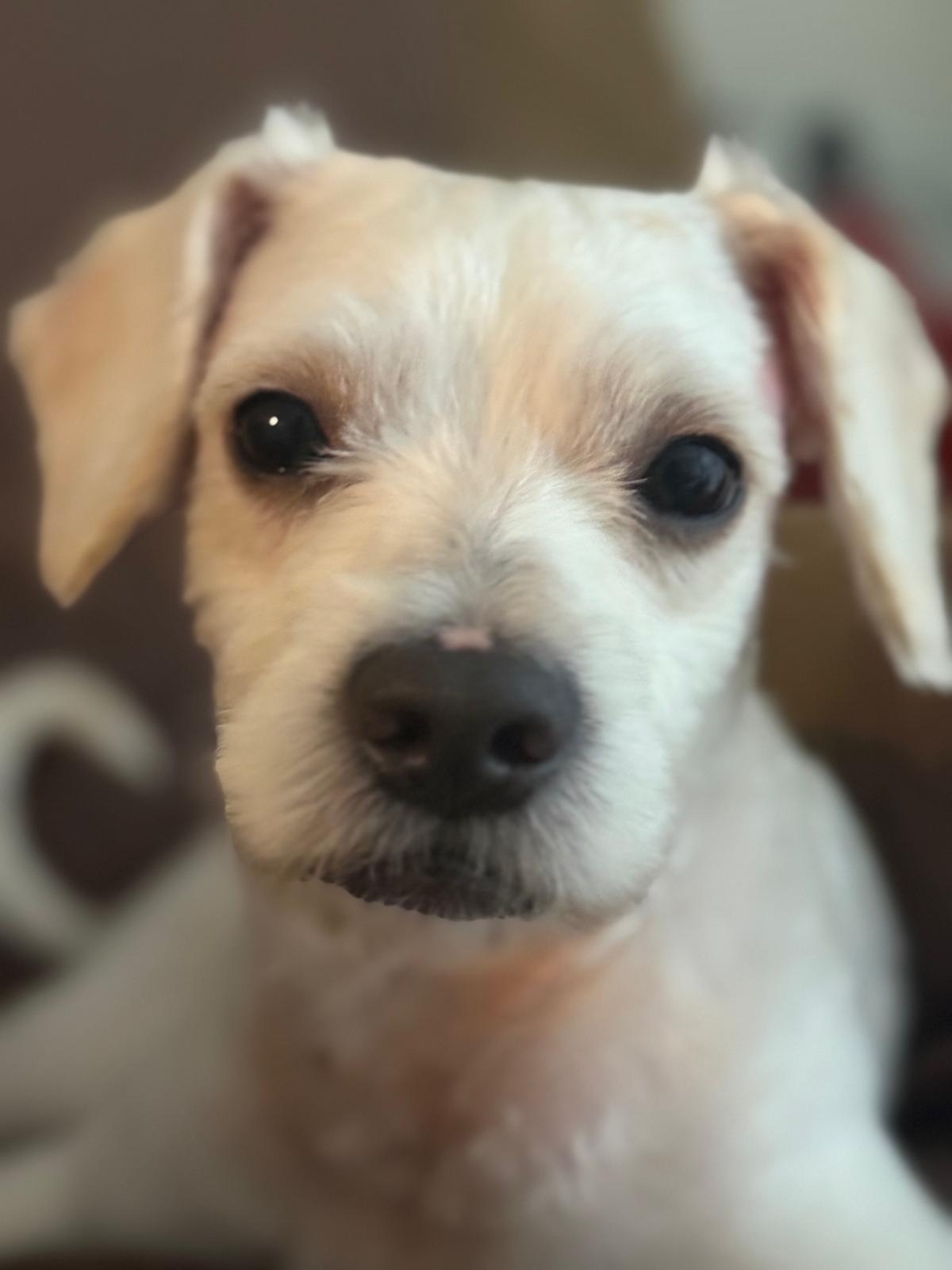 Charlie, Baby Male Maltese