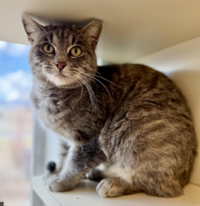 Betty, Adoptable, Adult Female Domestic Short Hair.
