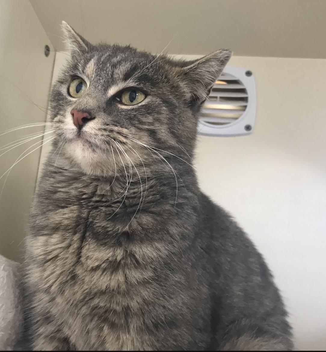 Enlarge Betty, a Adoptable Domestic Short Hair in Buena Vista, CO image 2/3