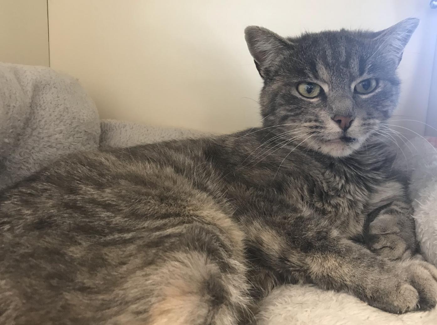 Enlarge Betty, a Adoptable Domestic Short Hair in Buena Vista, CO image 3/3