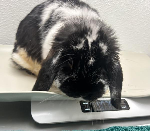 Chips Ahoy, Adoptable, Adult Female Holland Lop.
