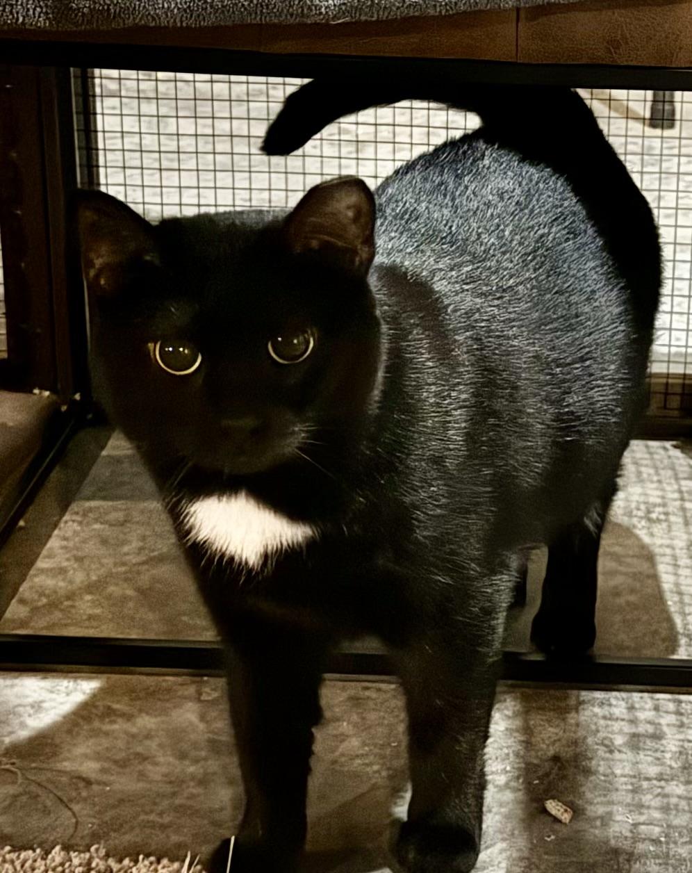 Egg Nog, Adoptable, Young Female Domestic Short Hair.