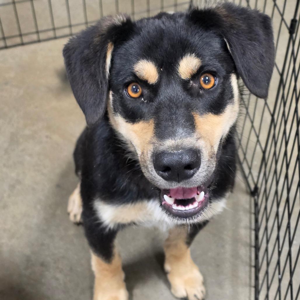 Diego, Adoptable, Young Male Mixed Breed.