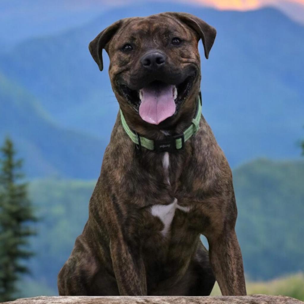 Enlarge Spike, a Adoptable Mixed Breed in Grand Rapids, MI image 2/6