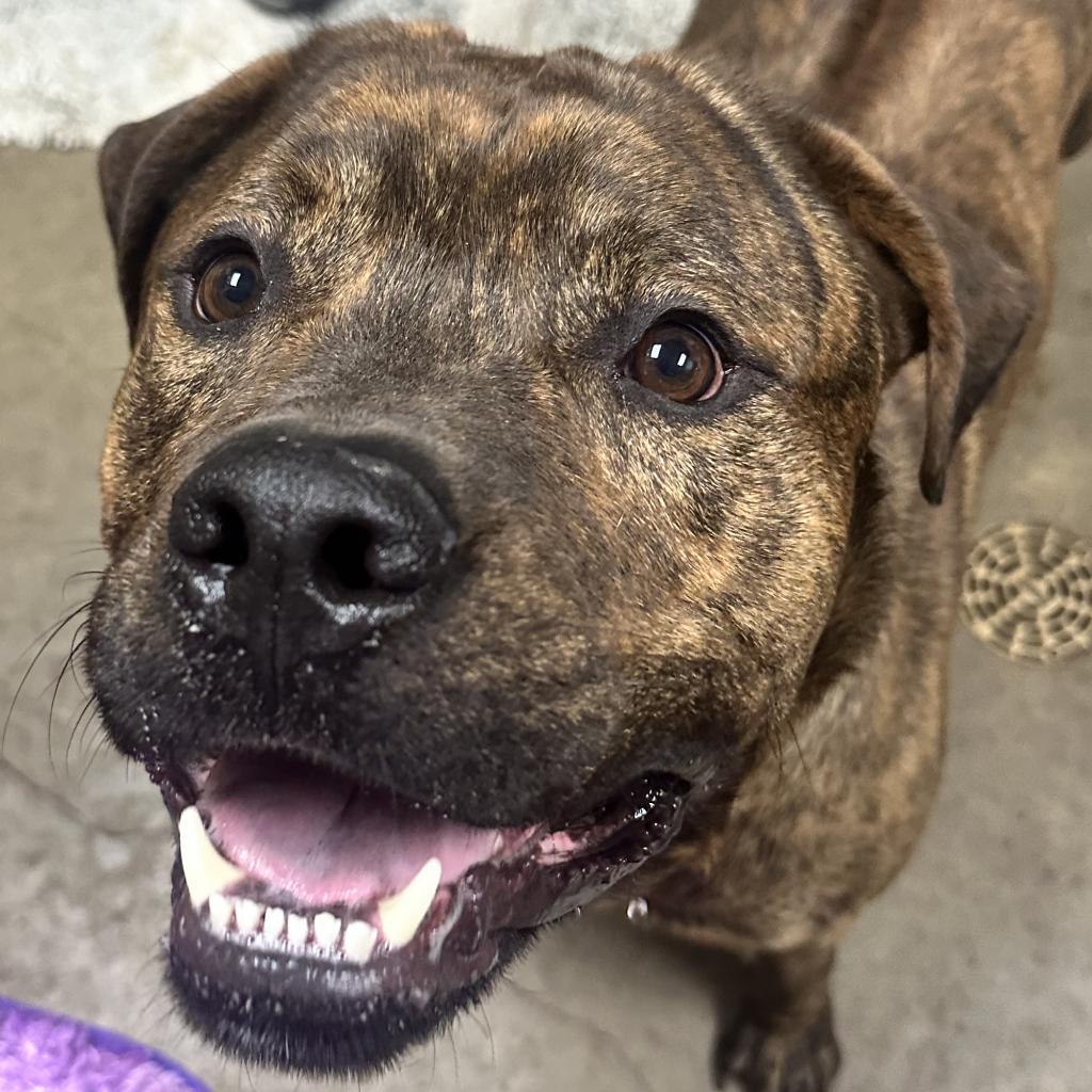 Enlarge Spike, a Adoptable Mixed Breed in Grand Rapids, MI image 2/6