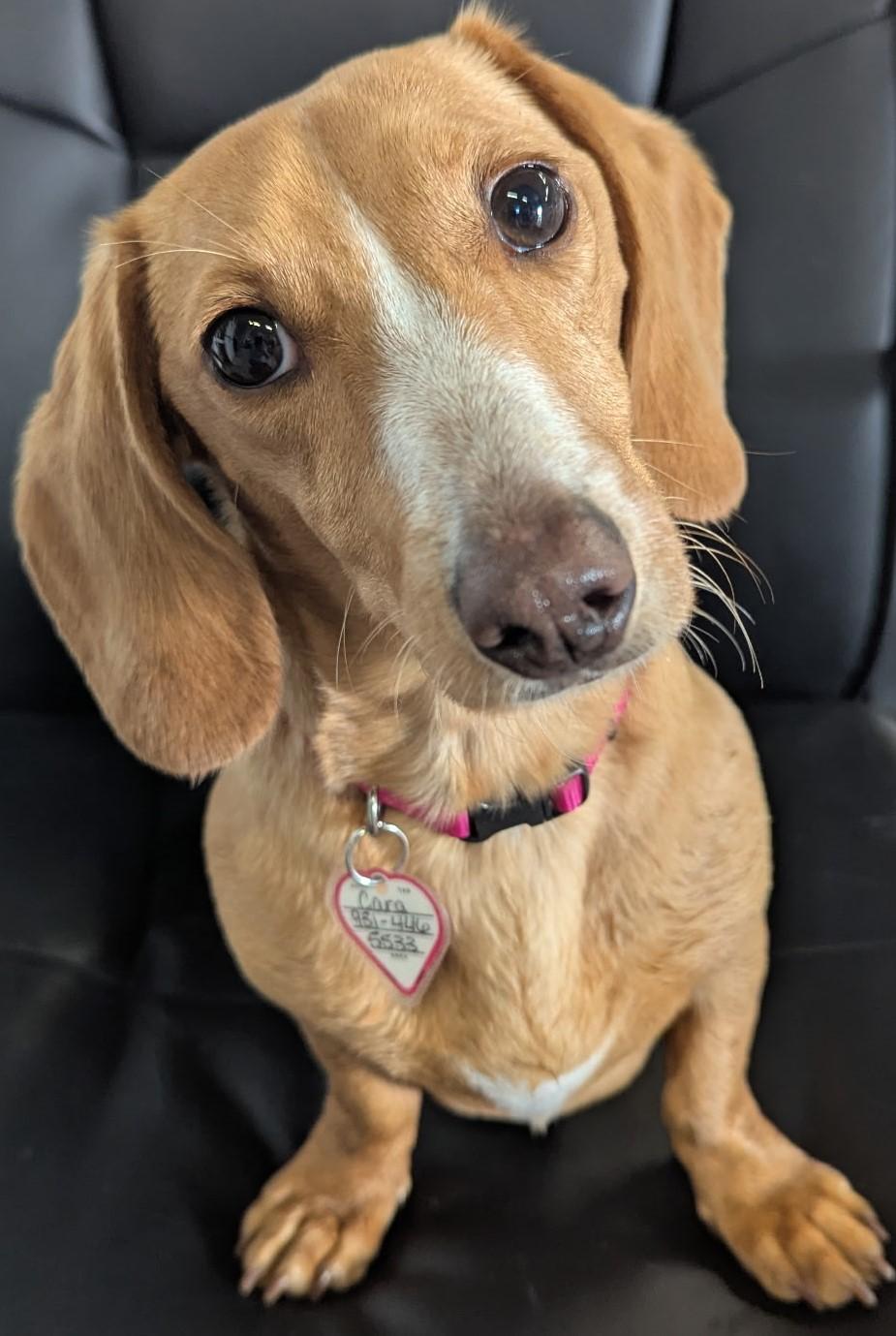 Caramela aka Cara in WI, an adoptable Dachshund in Marinette, WI, 54143 | Photo Image 1