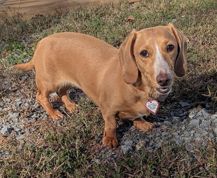 Caramela aka Cara in WI, an adoptable Dachshund in Marinette, WI, 54143 | Photo Image 3
