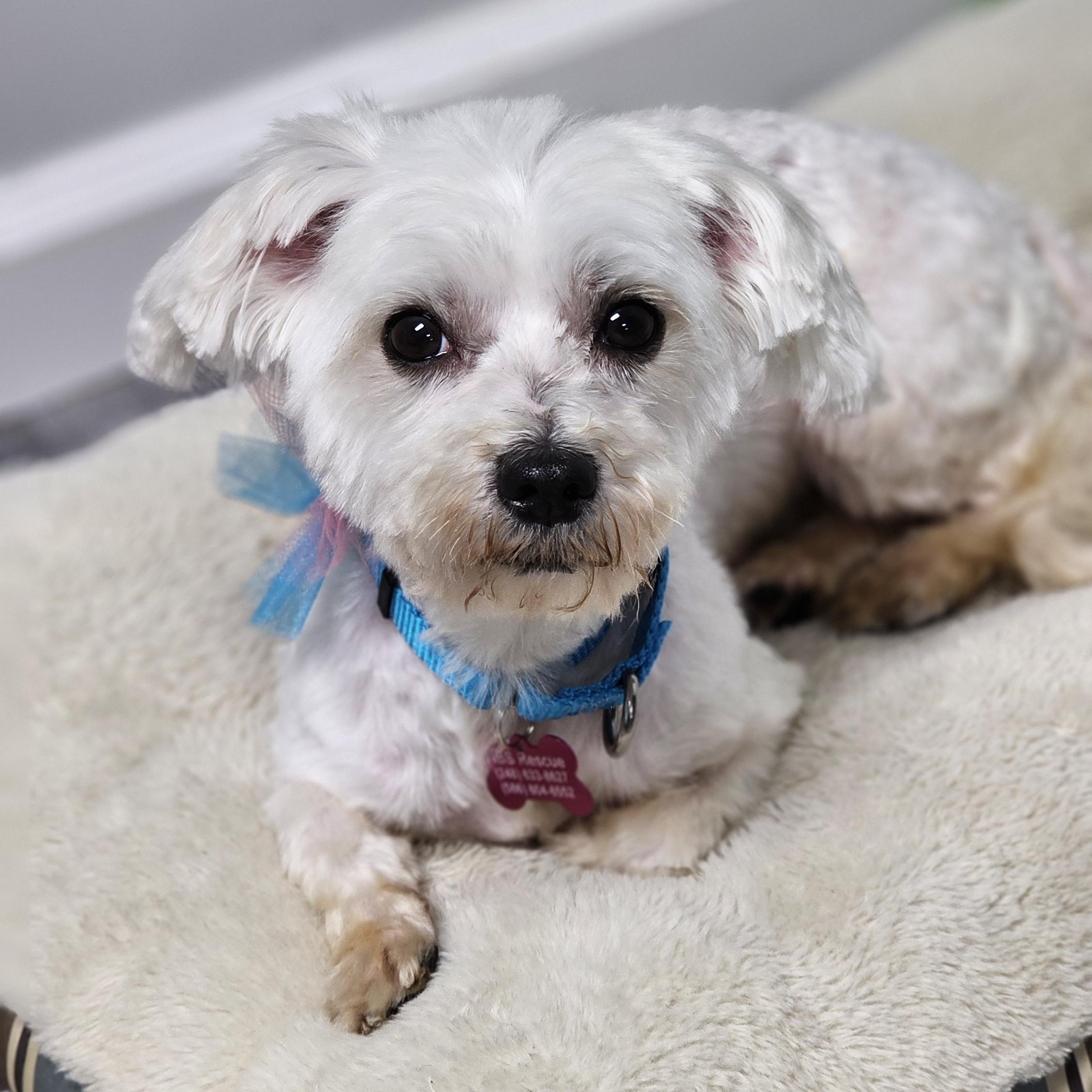 Enlarge Penny, an adopted Maltese in Troy, MI image 3/6