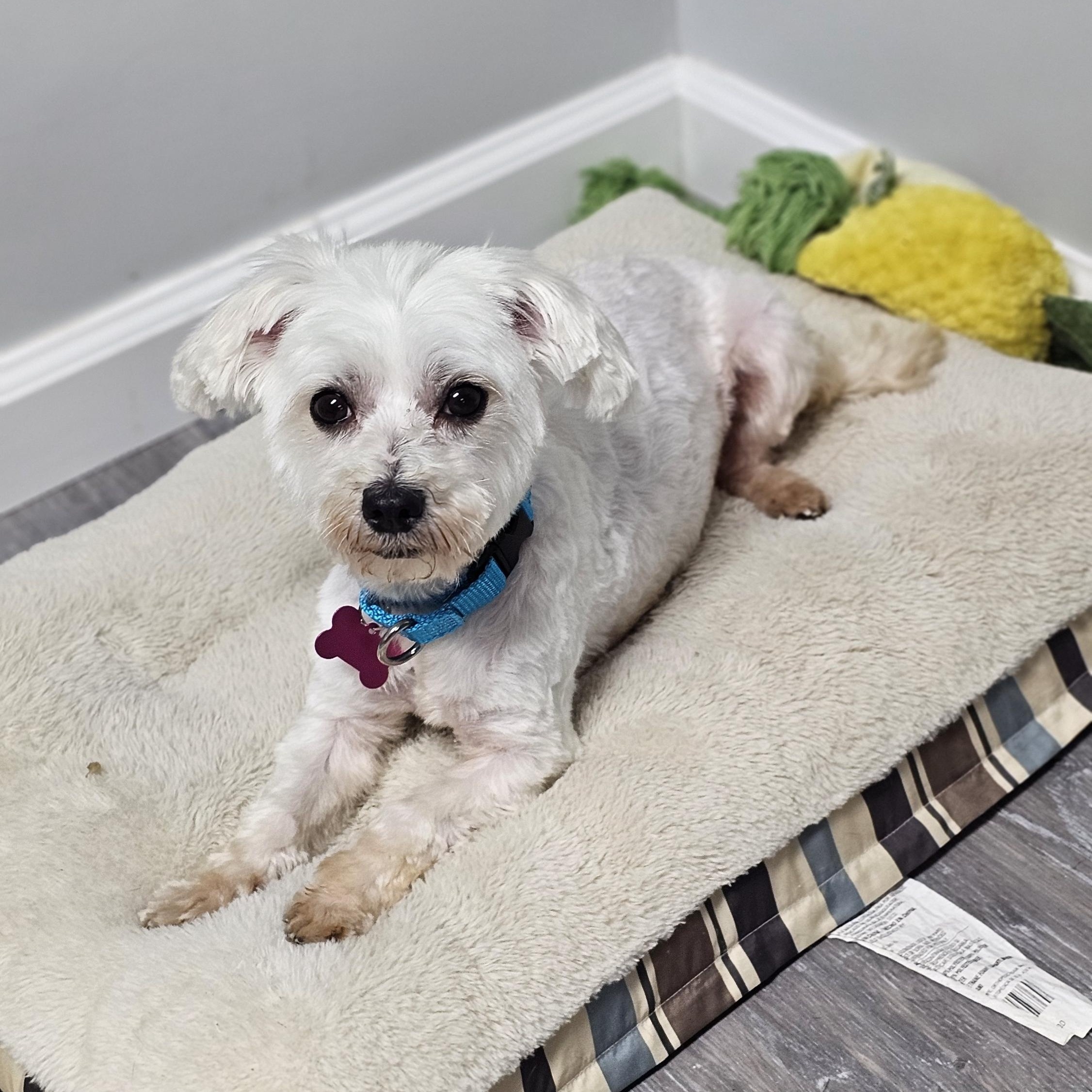 Enlarge Penny, an adopted Maltese in Troy, MI image 1/6