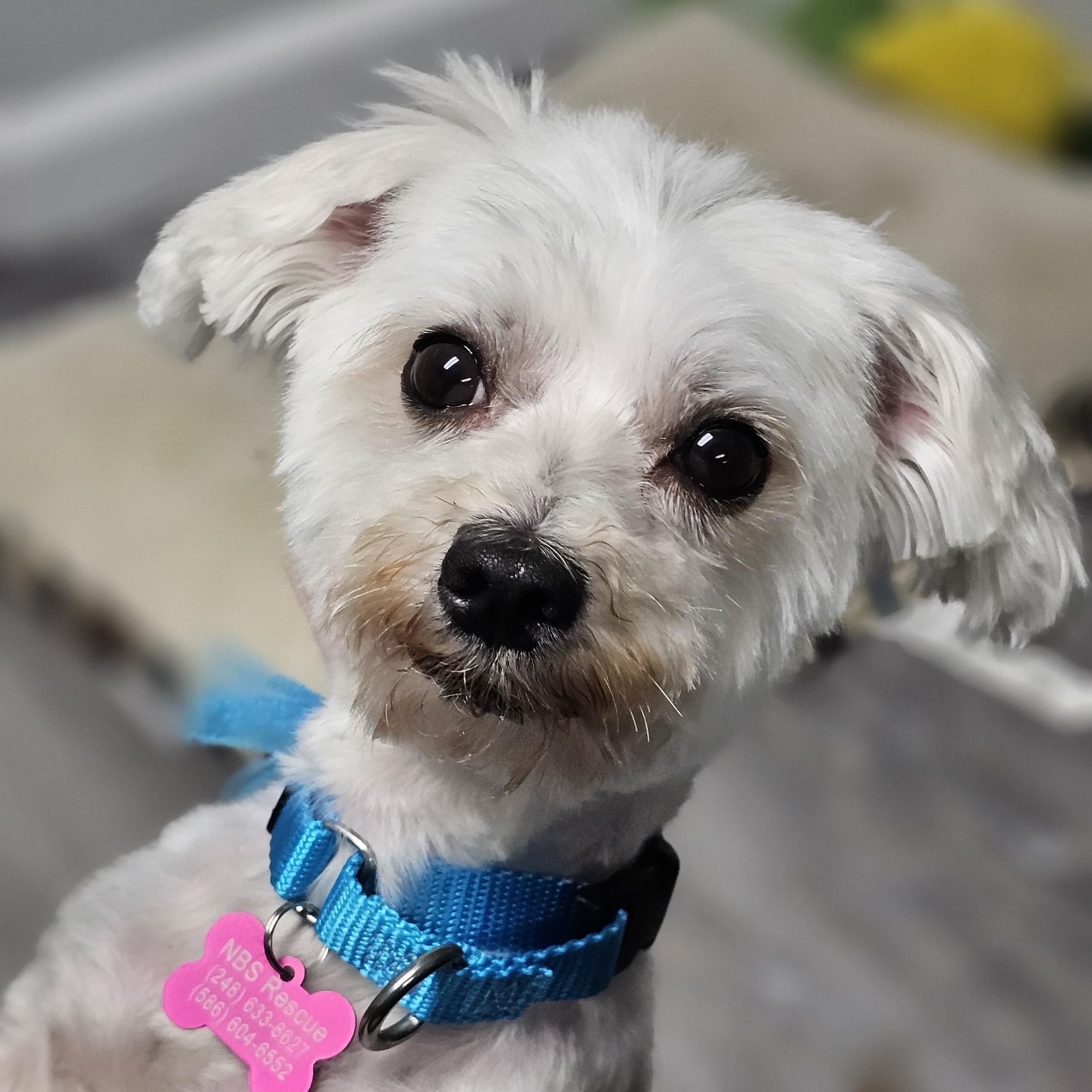 Enlarge Penny, an adopted Maltese in Troy, MI image 4/6