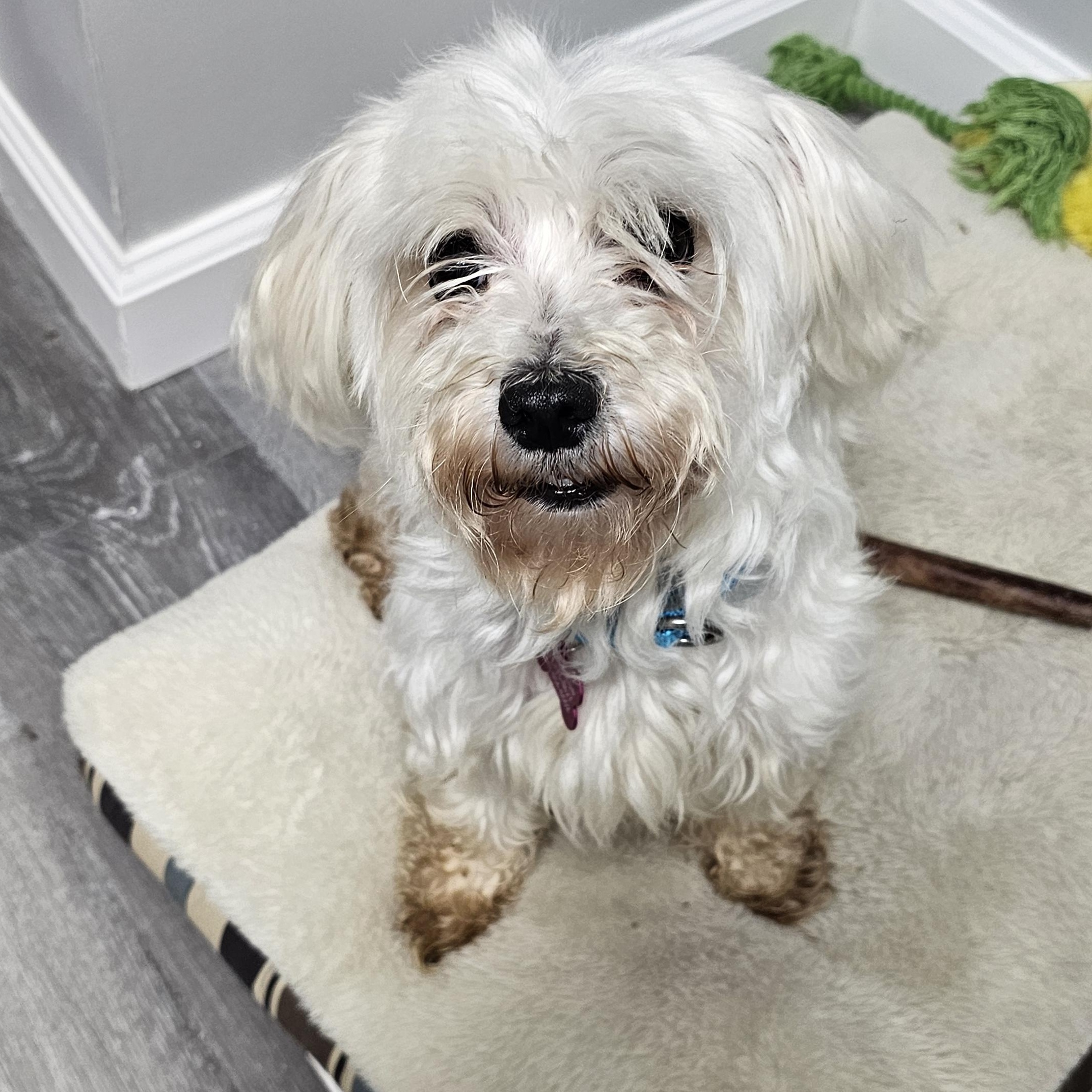 Enlarge Penny, an adopted Maltese in Troy, MI image 6/6
